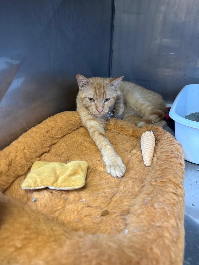 Enlarge Bessie, a Adoptable mixed breed in Virginia, MN image 1/1