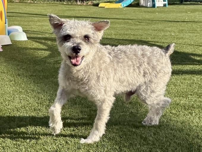Enlarge Dublin, a ADOPTABLE Havanese in POTOMAC, MD image 4/6