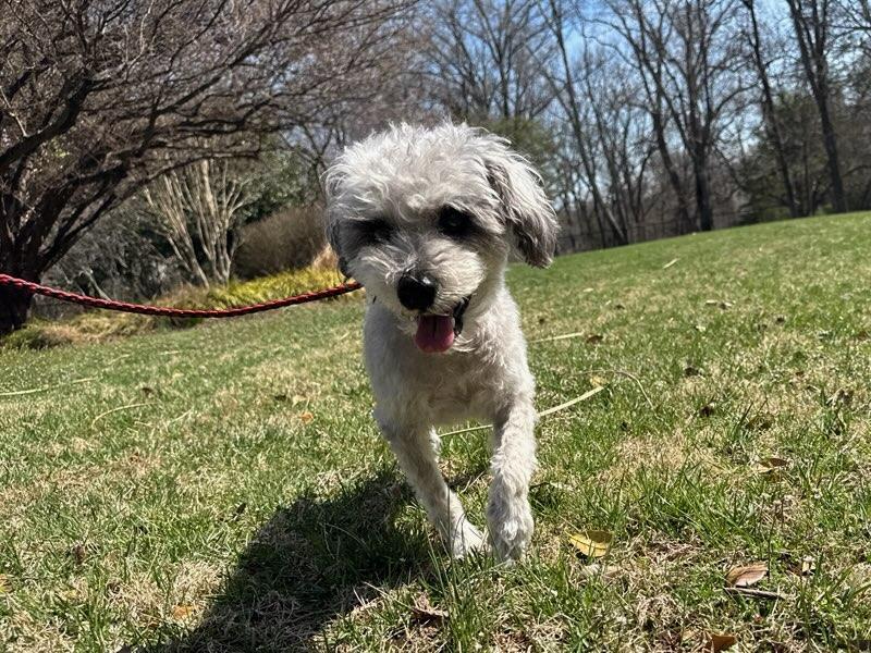 Enlarge Dublin, a ADOPTABLE Havanese in POTOMAC, MD image 6/6