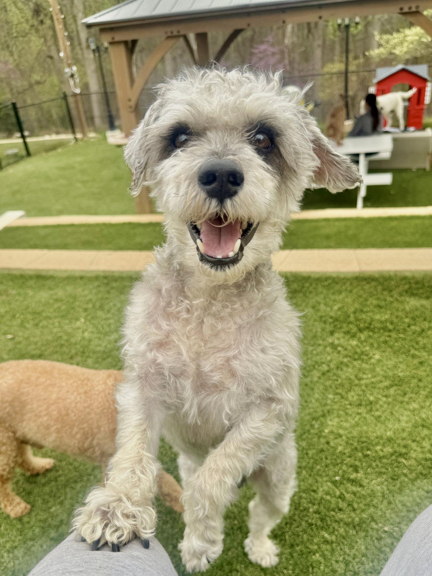 Dublin, ADOPTABLE, Adult Male Havanese.