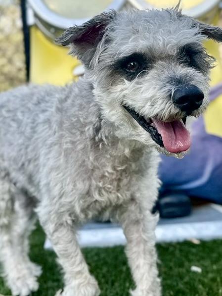 Enlarge Dublin, a ADOPTABLE Havanese in POTOMAC, MD image 3/6