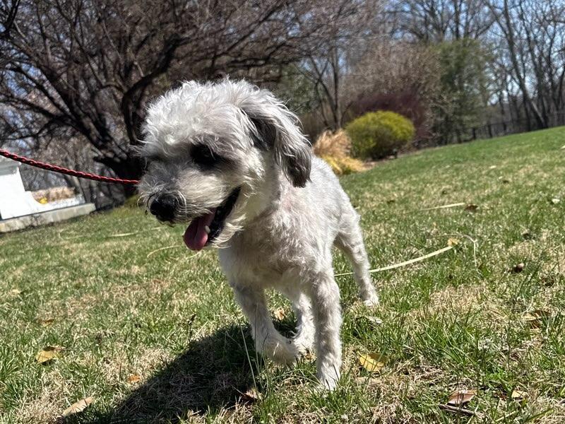 Enlarge Dublin, a ADOPTABLE Havanese in POTOMAC, MD image 5/6
