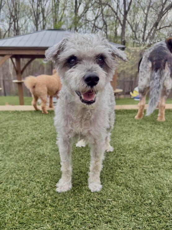 Enlarge Dublin, a ADOPTABLE Havanese in POTOMAC, MD image 2/6