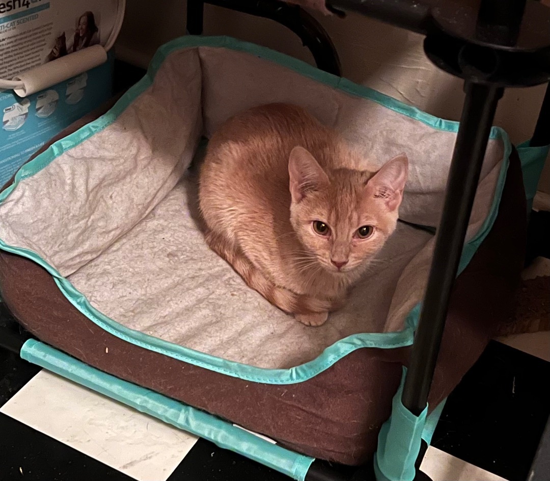 Shyanne, Adoptable, Adult Female Domestic Short Hair.