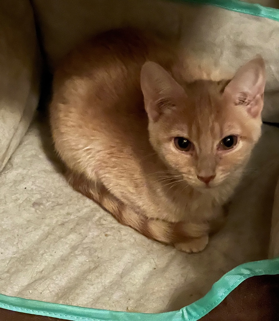 Shyanne, a Adoptable Domestic Short Hair in Knoxville, GA image 2/5