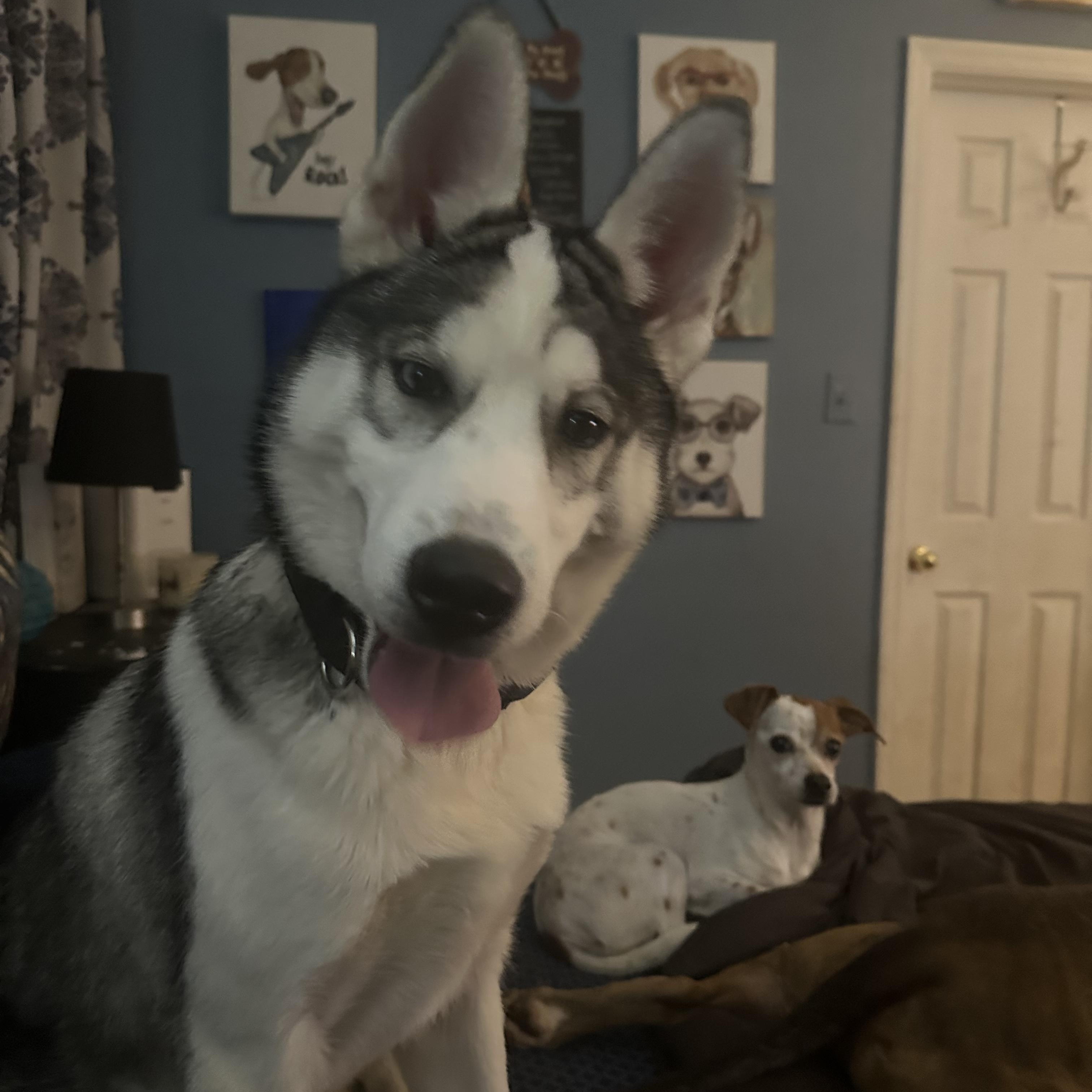 Rollo, Adoptable, Adult Male Husky.