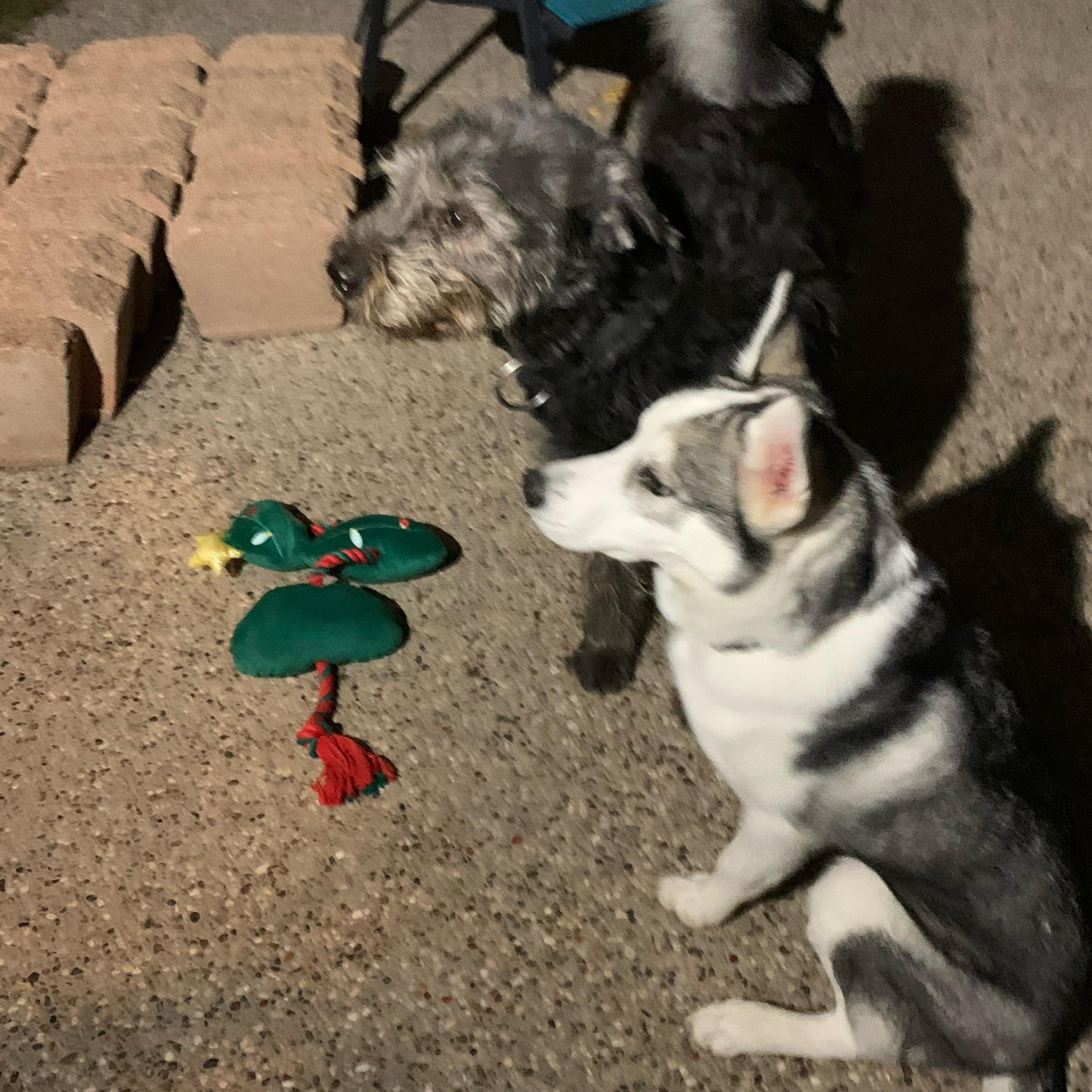 Enlarge Rollo, a Adoptable mixed breed in Tomball, TX image 3/5