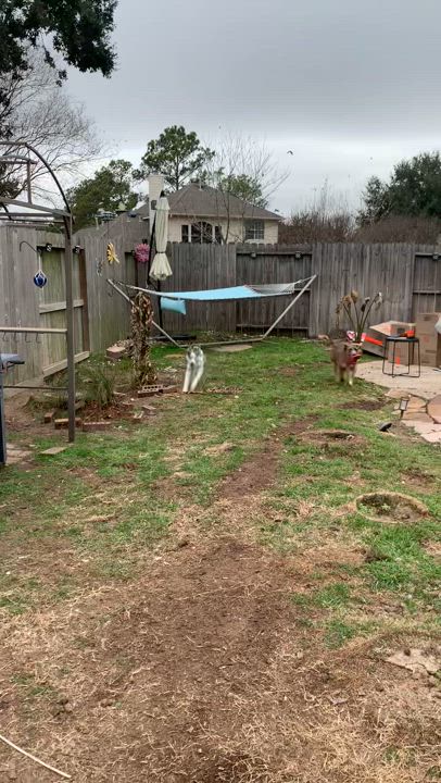 Enlarge Rollo, a Adoptable mixed breed in Tomball, TX video 4/5