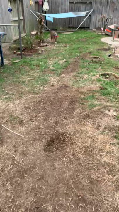 Enlarge Rollo, a Adoptable mixed breed in Tomball, TX video 5/5