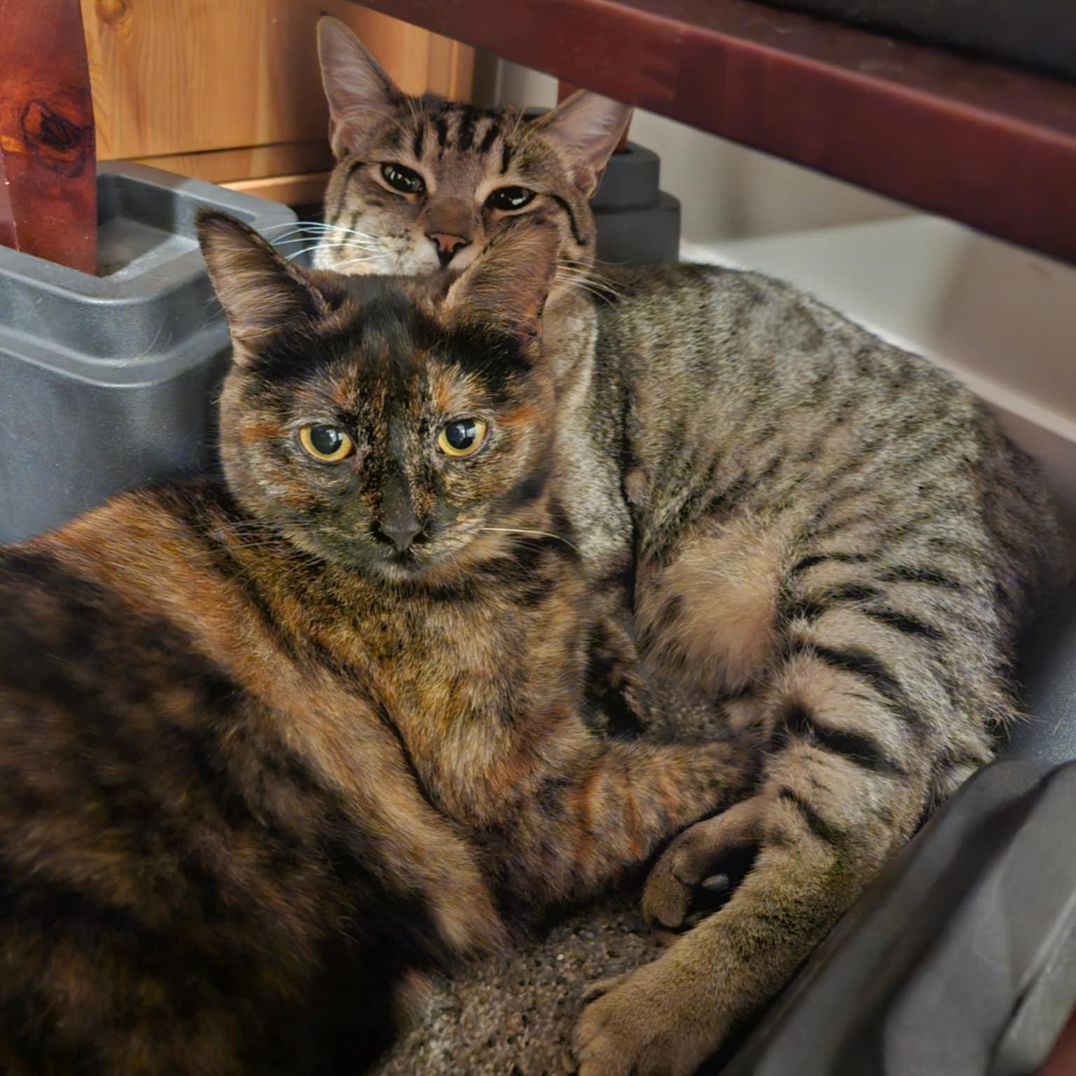 Little T and Jennifer, a Adoptable mixed breed in SCOTTSDALE, AZ image 1/5