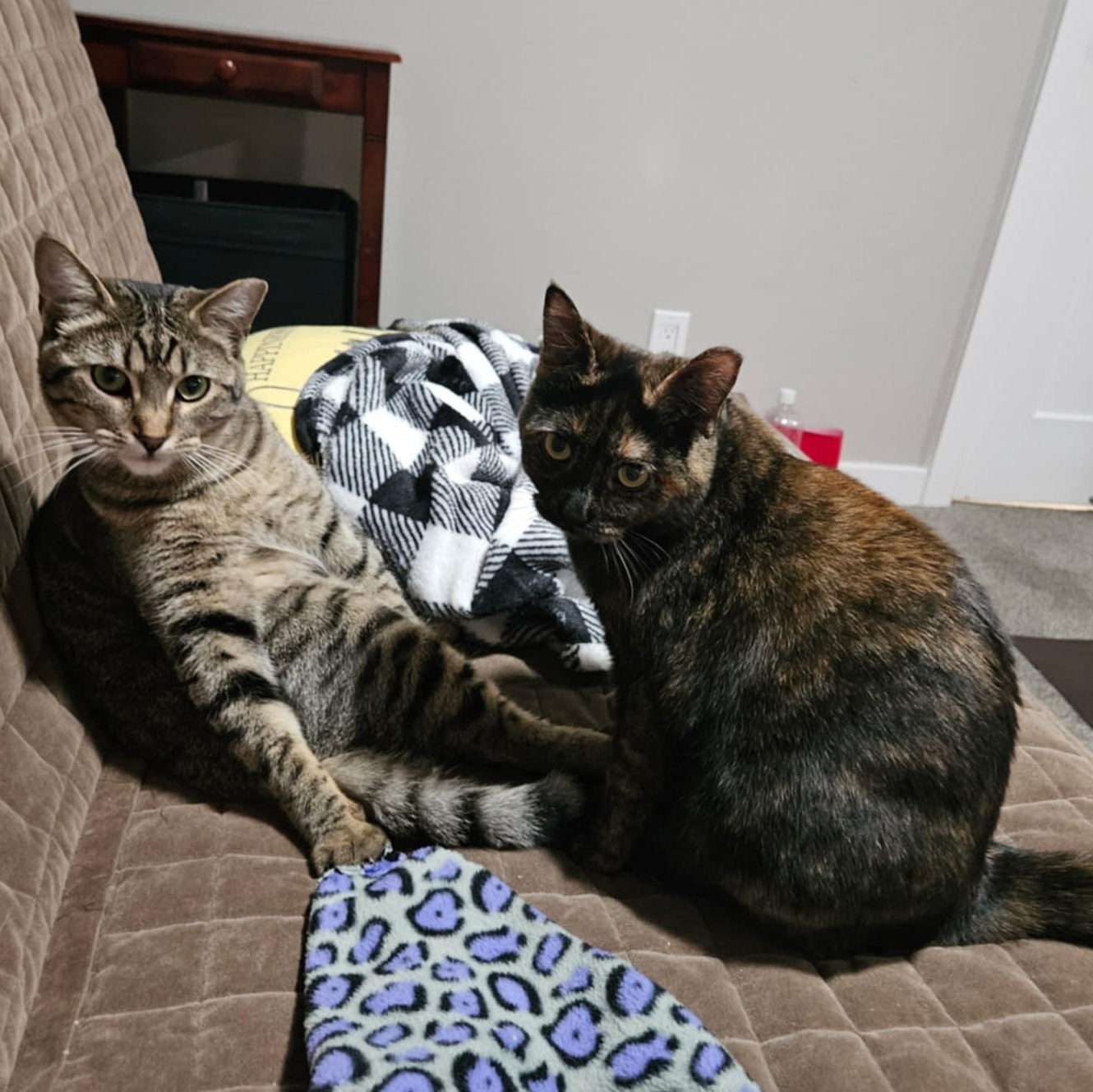 Little T and Jennifer, a Adoptable mixed breed in SCOTTSDALE, AZ image 5/5