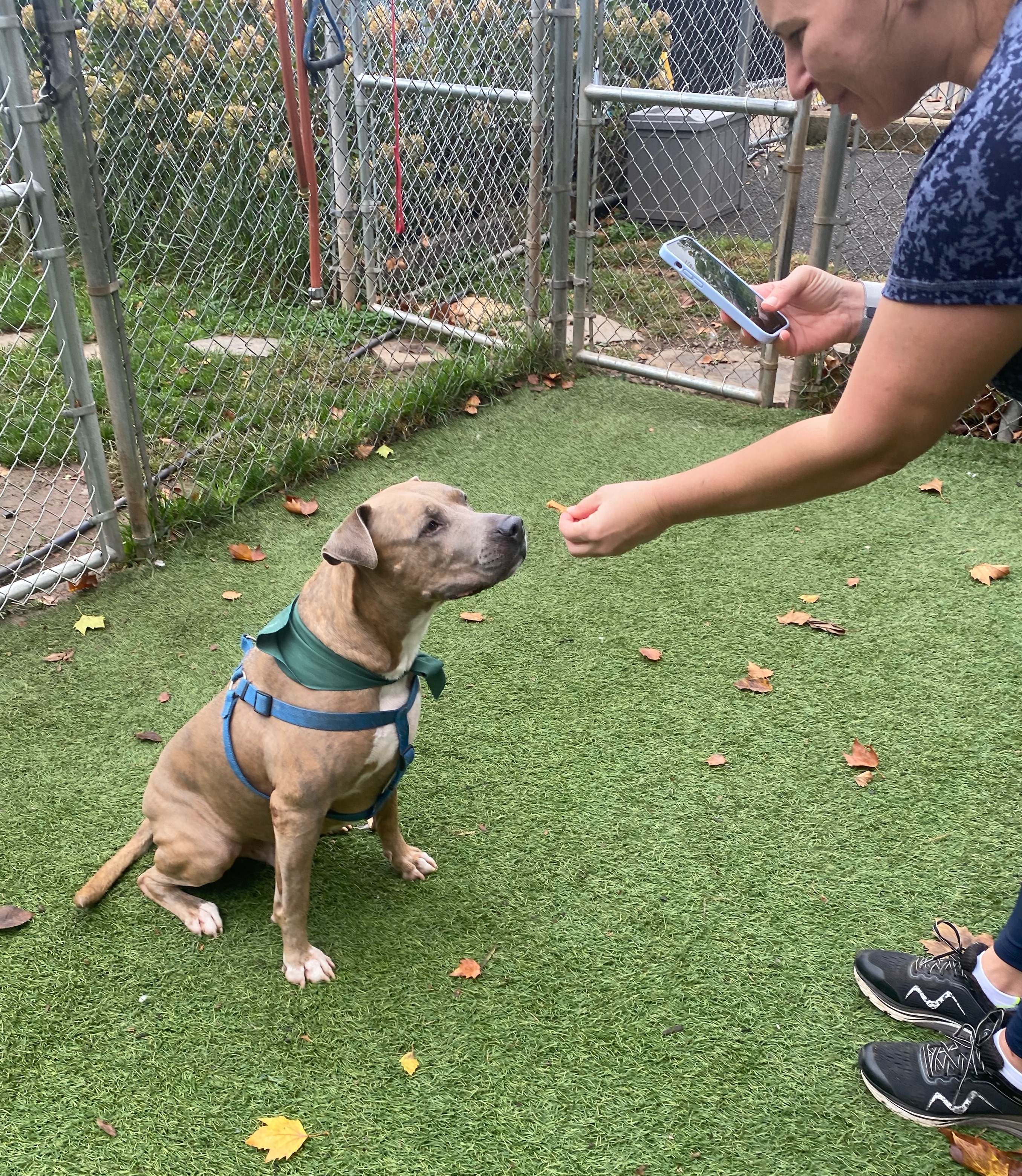 Dog for adoption BooBoo, an American Staffordshire Terrier & Labrador