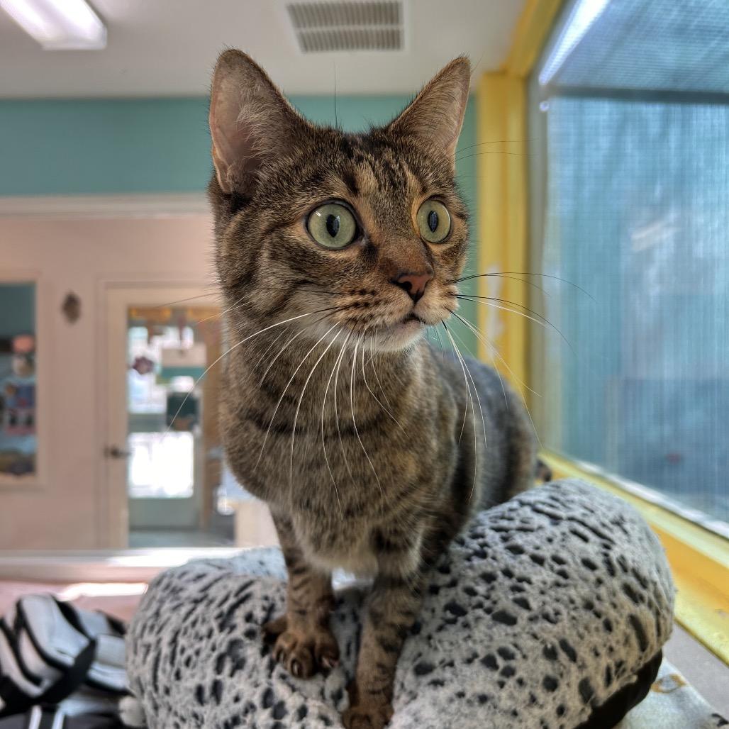 Sir Loin — thumbnail 3