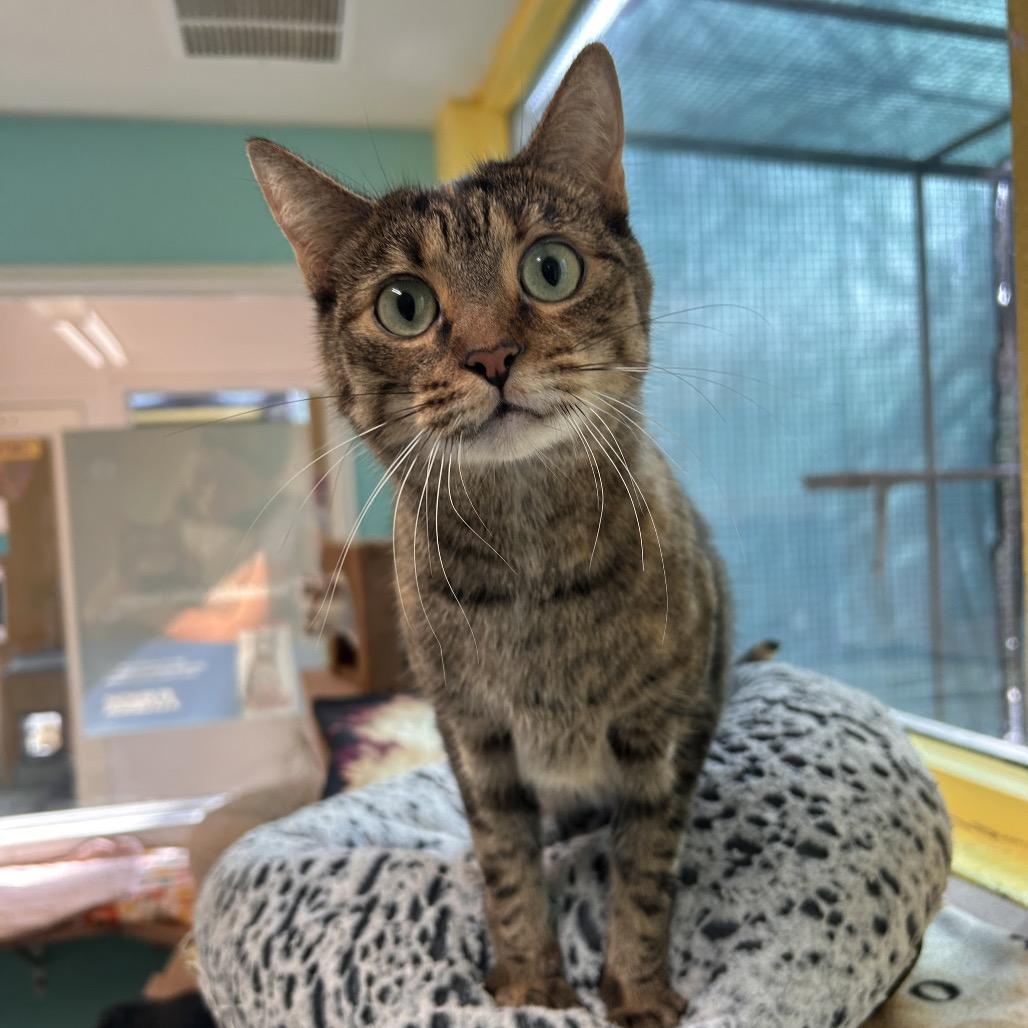 Sir Loin — thumbnail 4