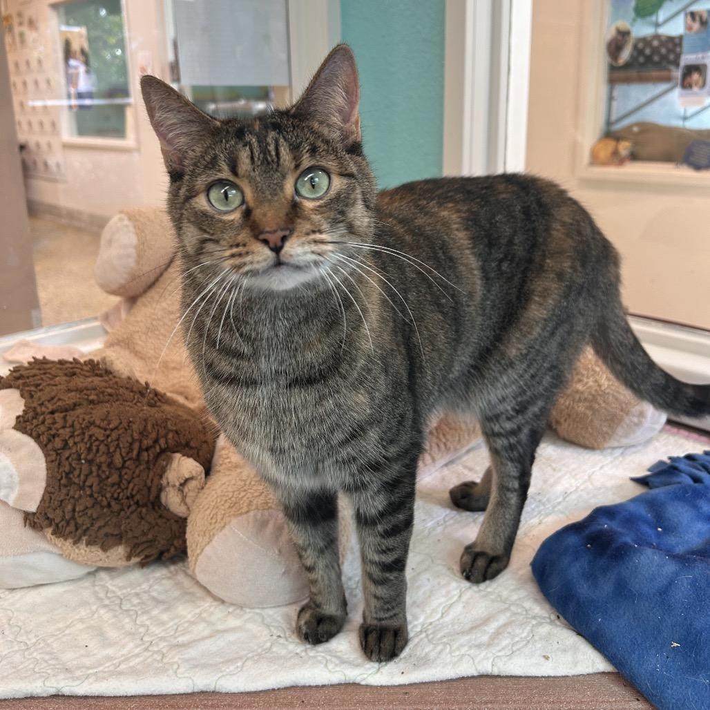 Sir Loin — thumbnail 5