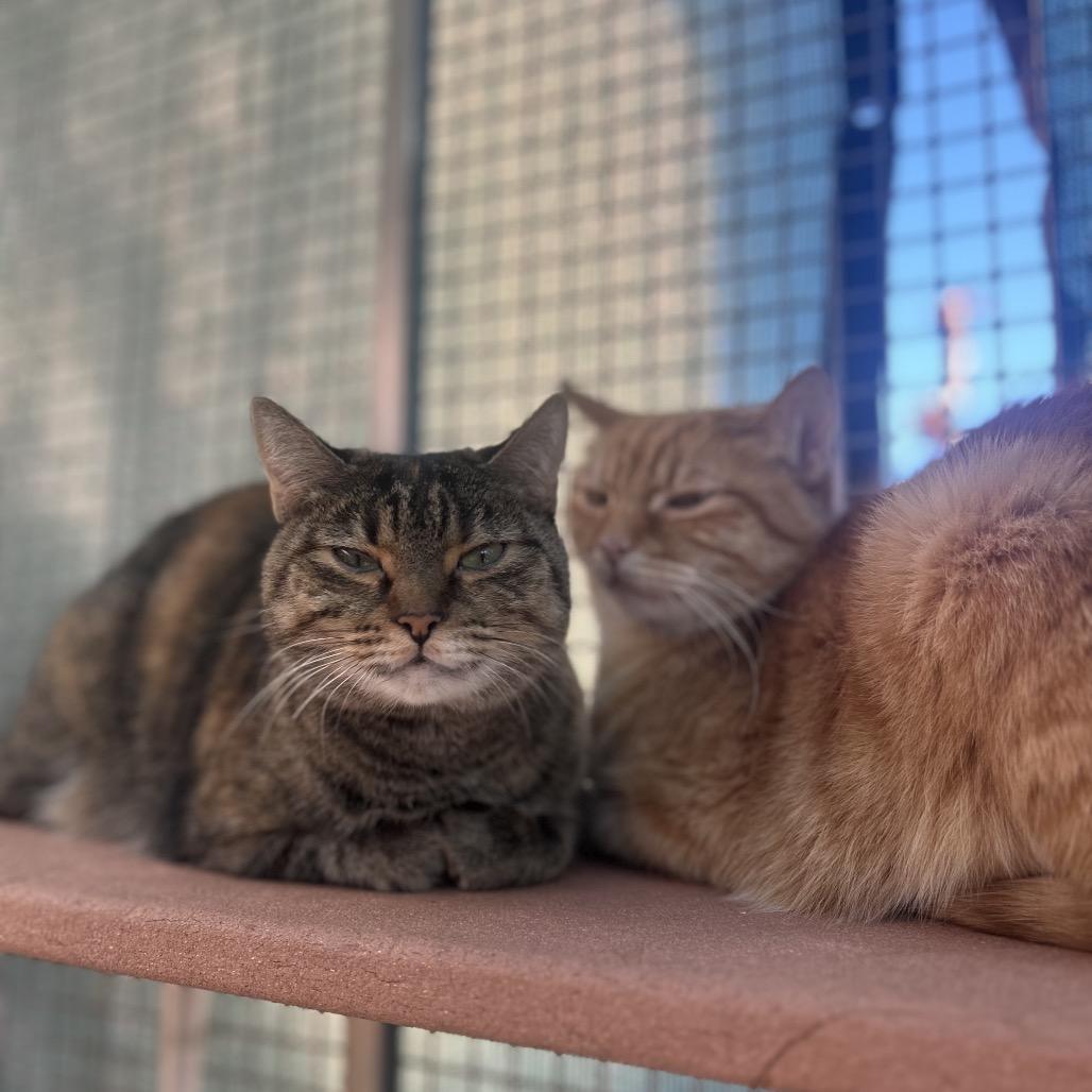 Sir Loin — thumbnail 6