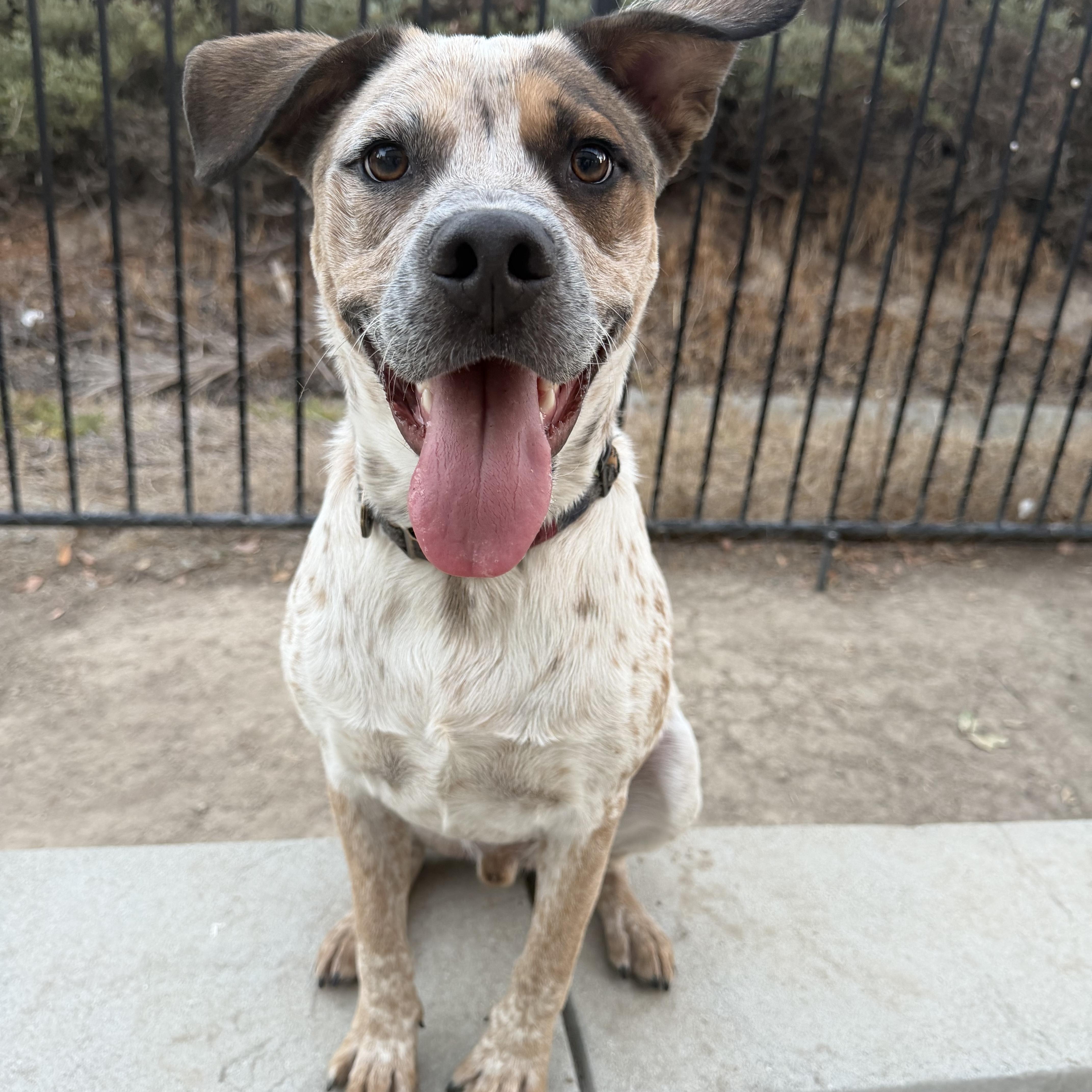 Hazelnut, Adoptable, Adult Male Australian Cattle Dog / Blue Heeler.
