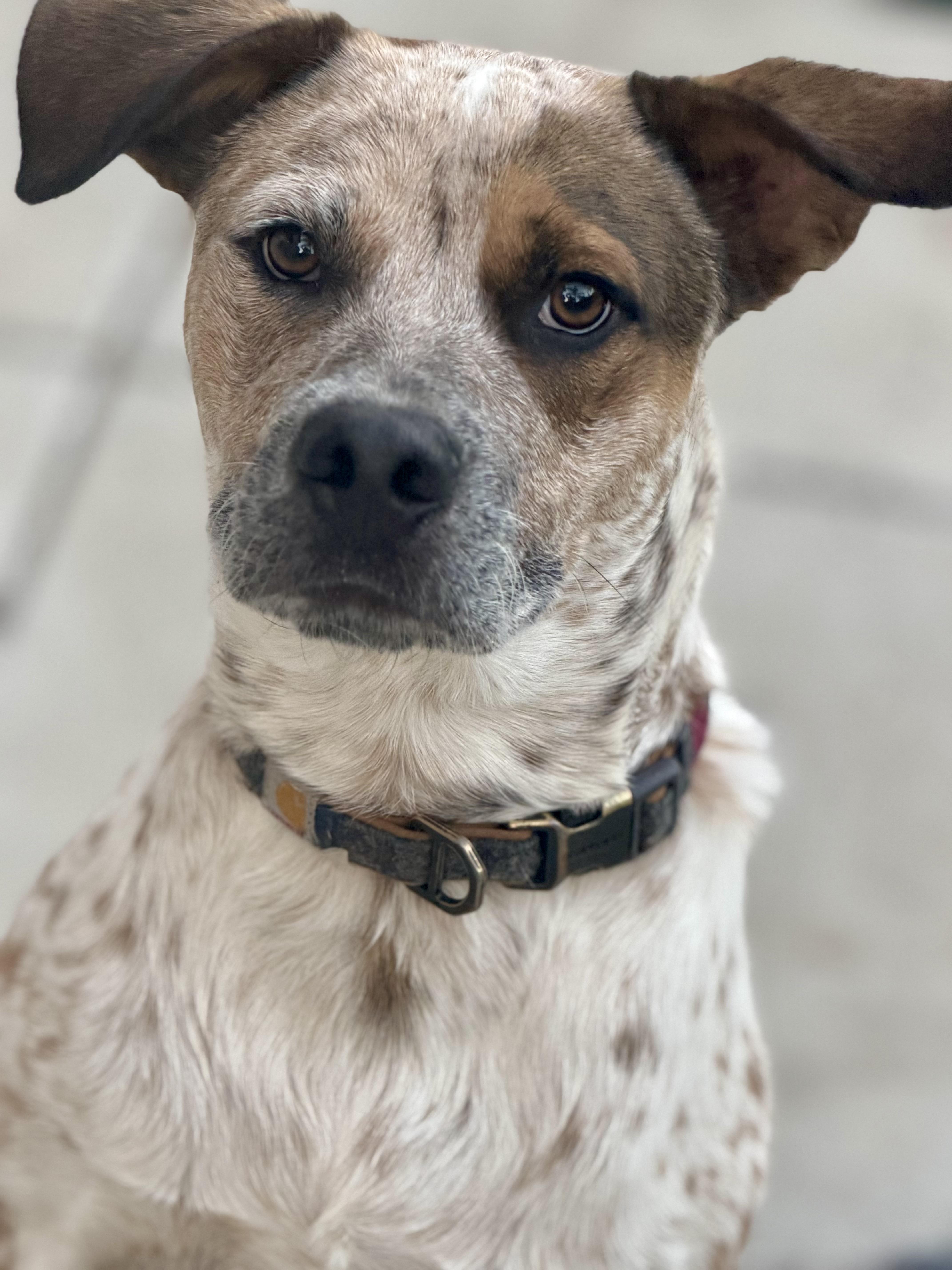 Enlarge Hazelnut, a Adoptable mixed breed in San Diego, CA image 6/6