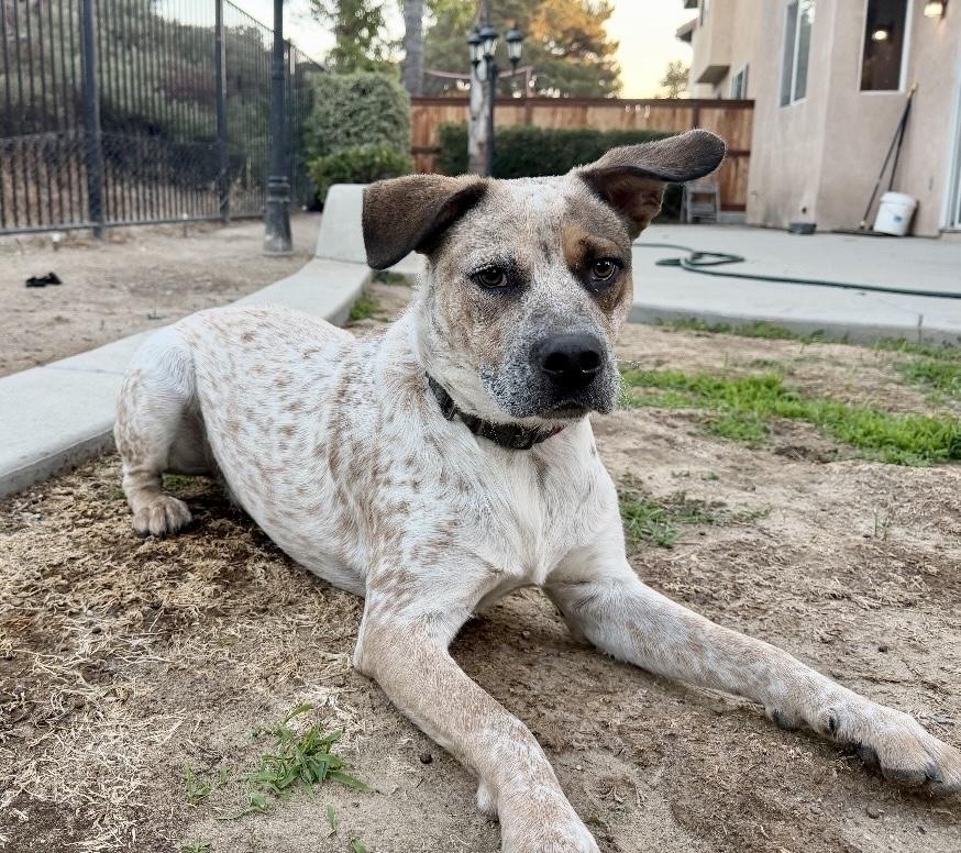 Enlarge Hazelnut, a Adoptable mixed breed in San Diego, CA image 2/6