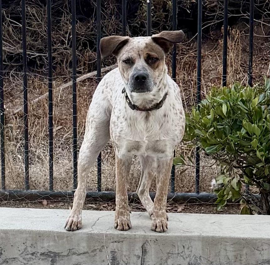 Enlarge Hazelnut, a Adoptable mixed breed in San Diego, CA image 3/6