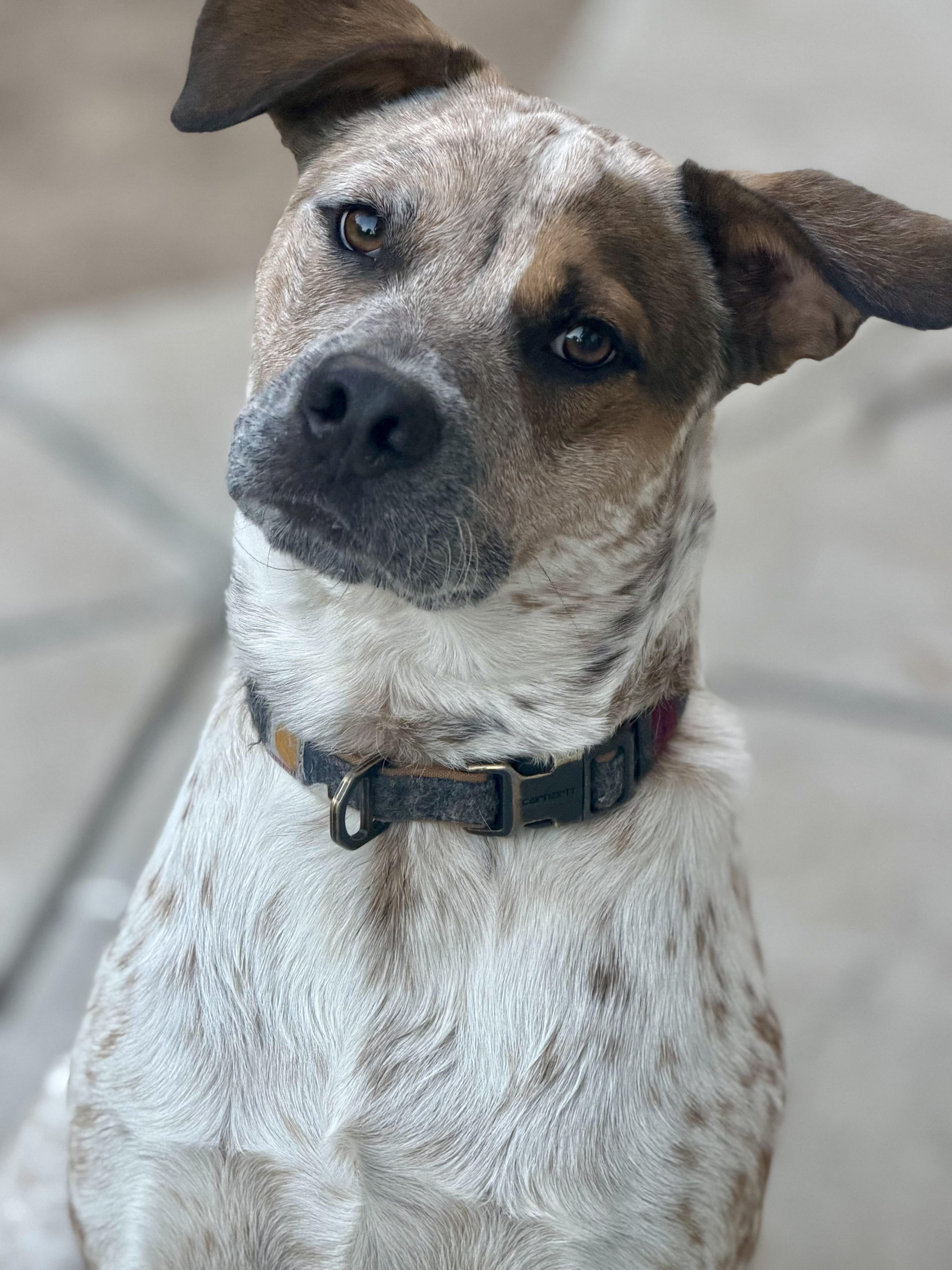 Enlarge Hazelnut, a Adoptable mixed breed in San Diego, CA image 4/6