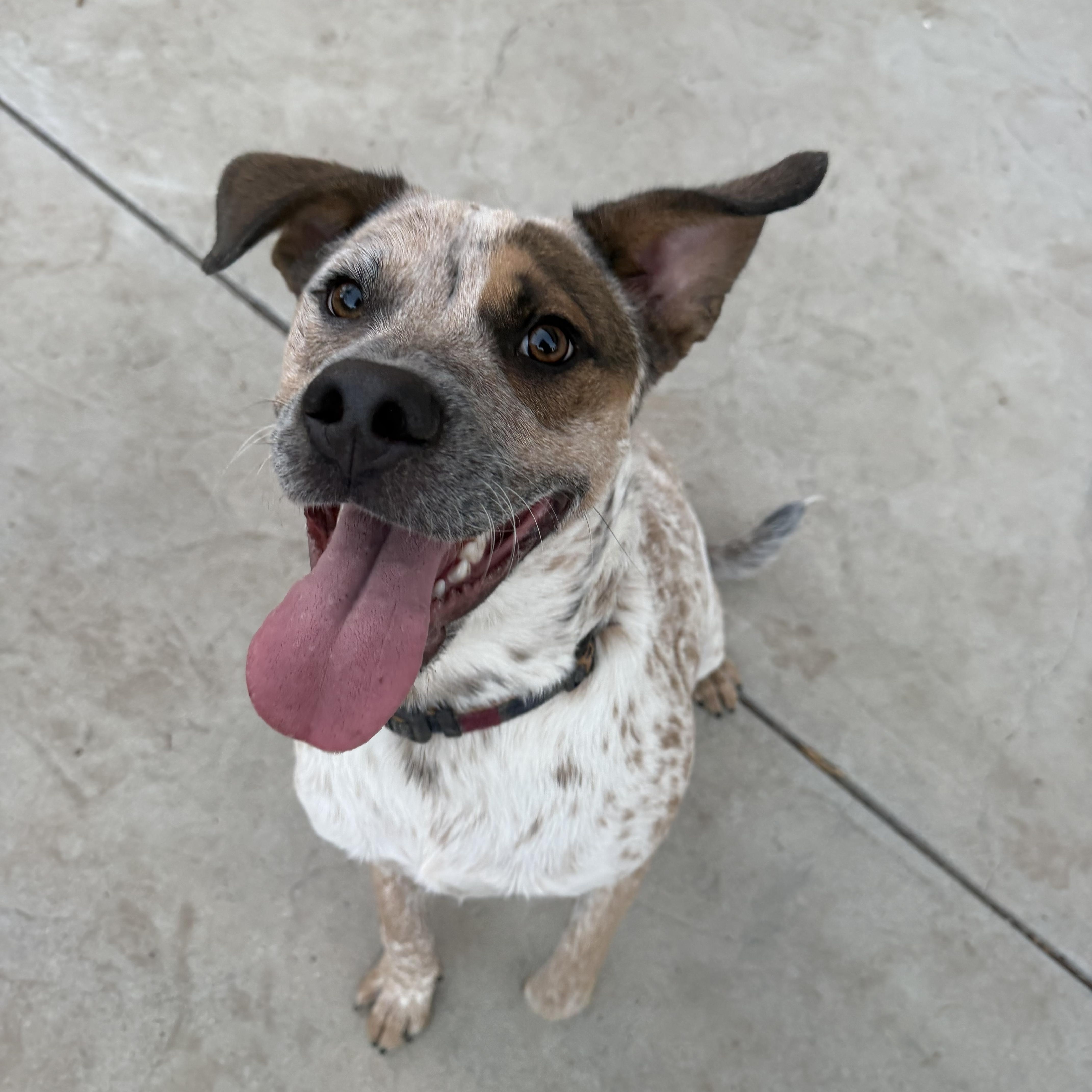 Enlarge Hazelnut, a Adoptable mixed breed in San Diego, CA image 5/6