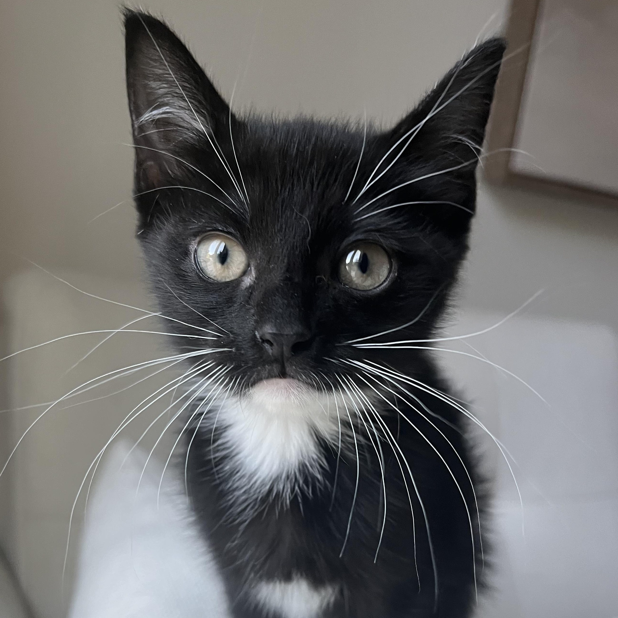 Enlarge Ebony (LOVES laps!), a Adopted mixed breed in Gaffney, SC image 3/6