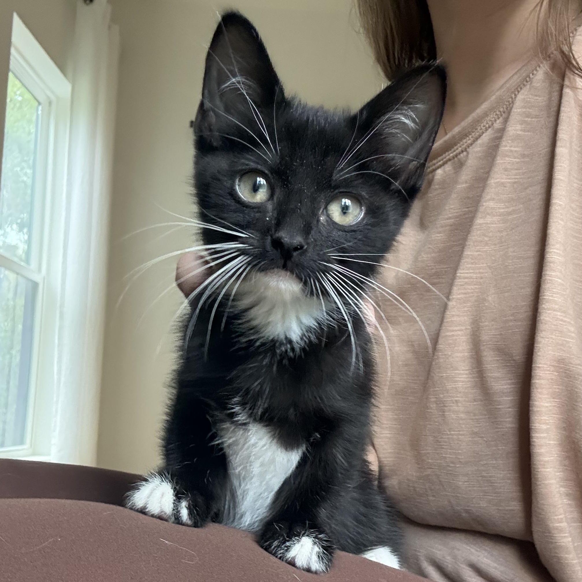 Enlarge Ebony (LOVES laps!), a Adopted mixed breed in Gaffney, SC image 2/6