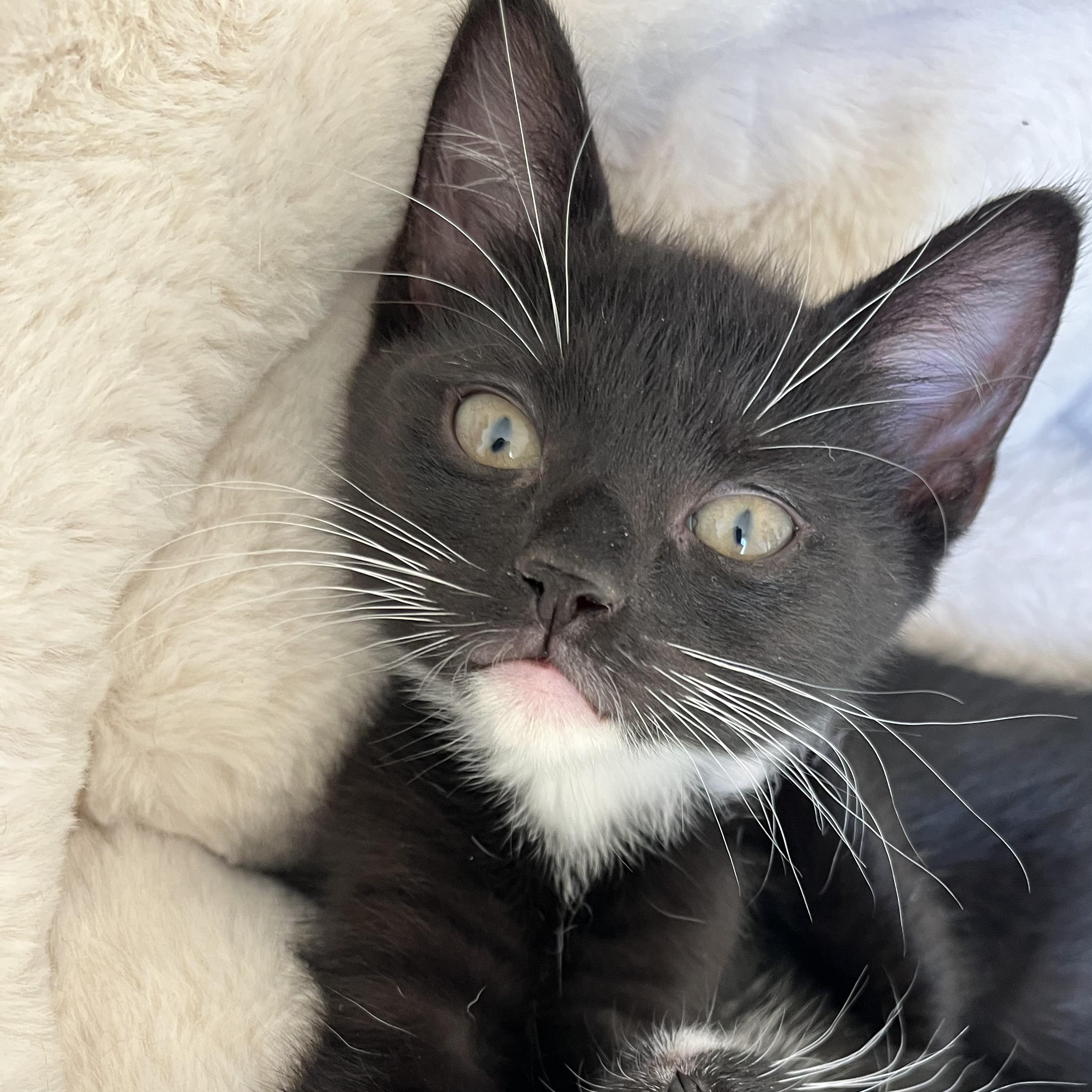 Enlarge Ebony (LOVES laps!), a Adopted mixed breed in Gaffney, SC image 5/6