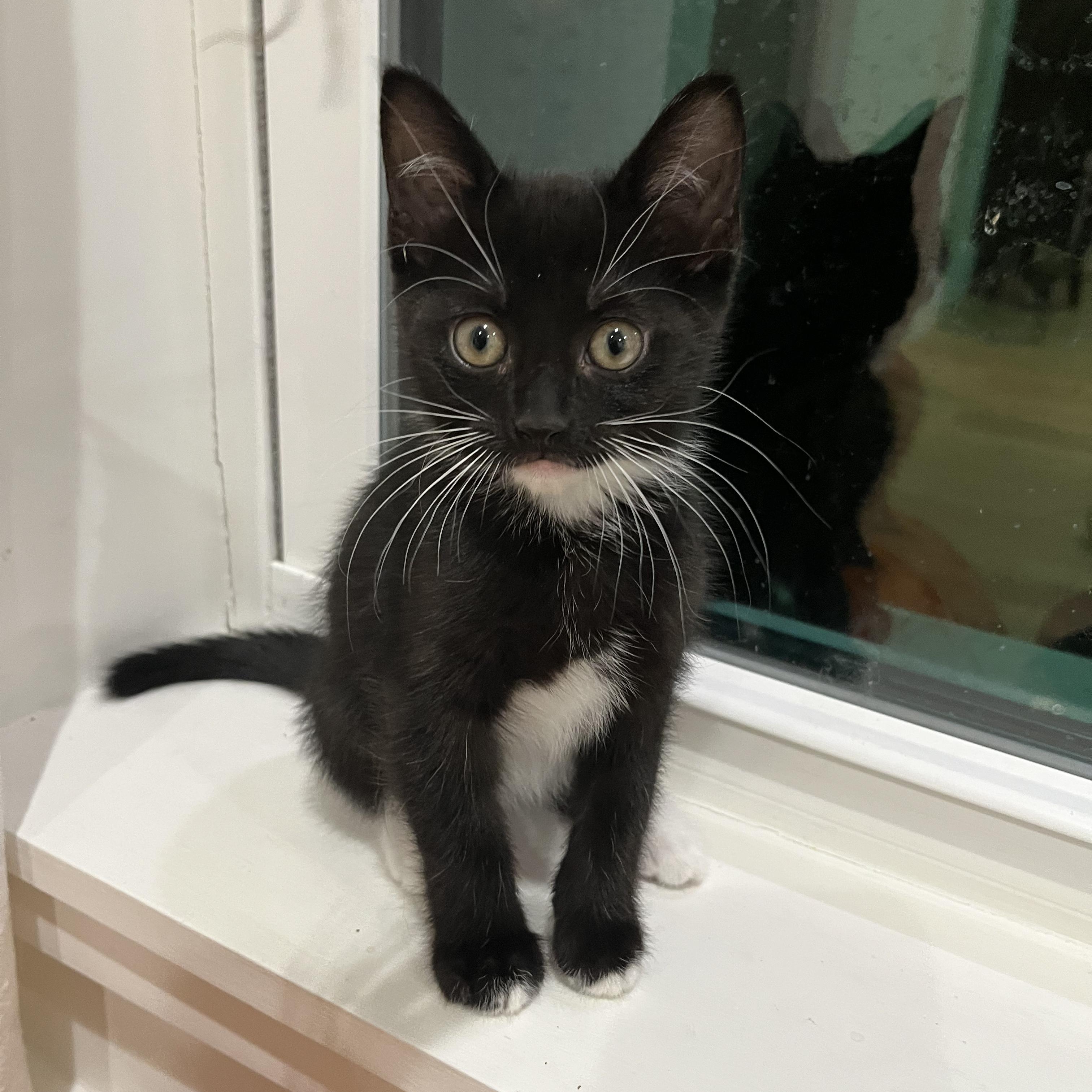 Enlarge Ebony (LOVES laps!), a Adopted mixed breed in Gaffney, SC image 4/6