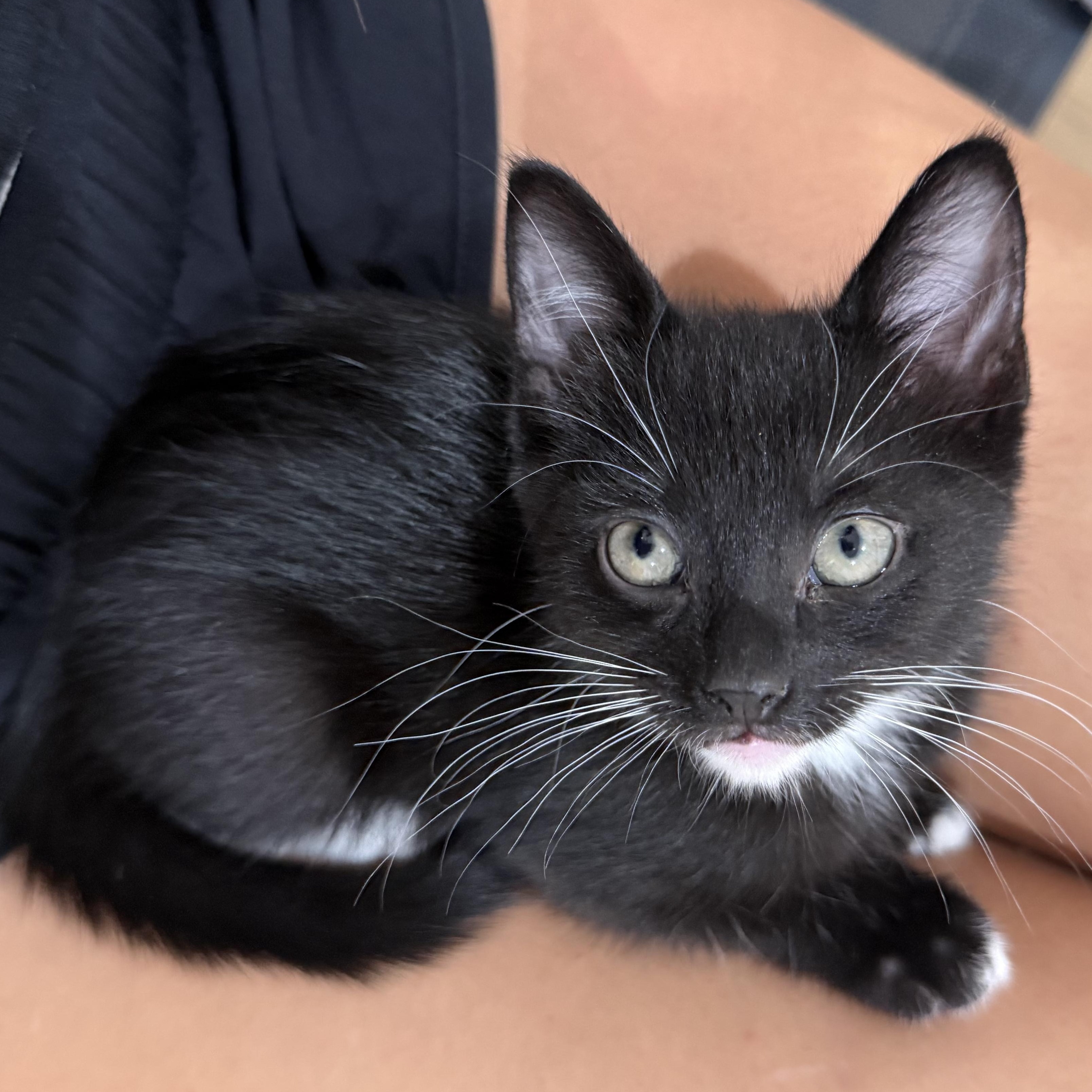 Enlarge Ebony (LOVES laps!), a Adopted mixed breed in Gaffney, SC image 1/6