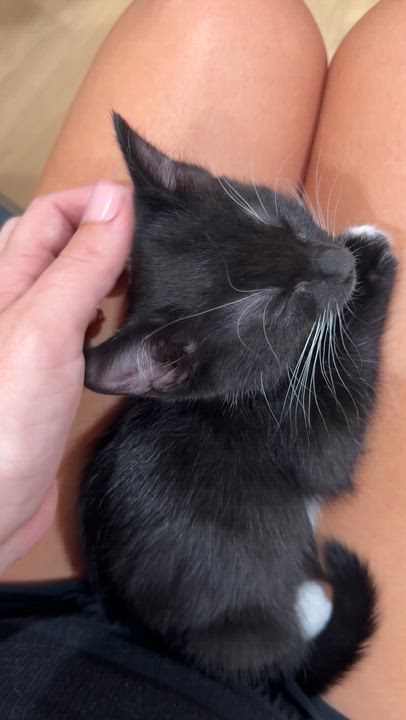 Enlarge Ebony (LOVES laps!), a Adopted mixed breed in Gaffney, SC video 6/6