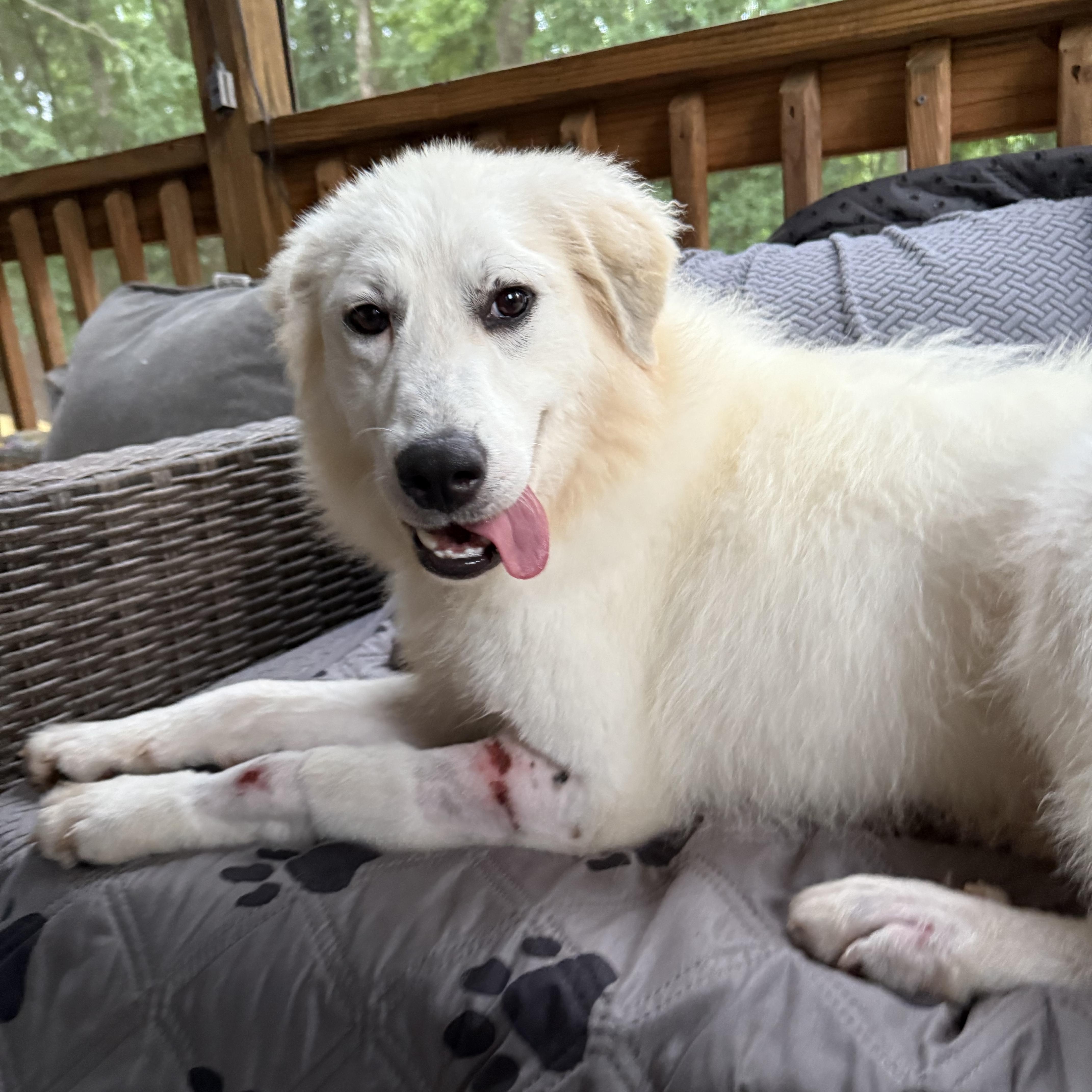Andi, Adopted, Young Female Great Pyrenees.