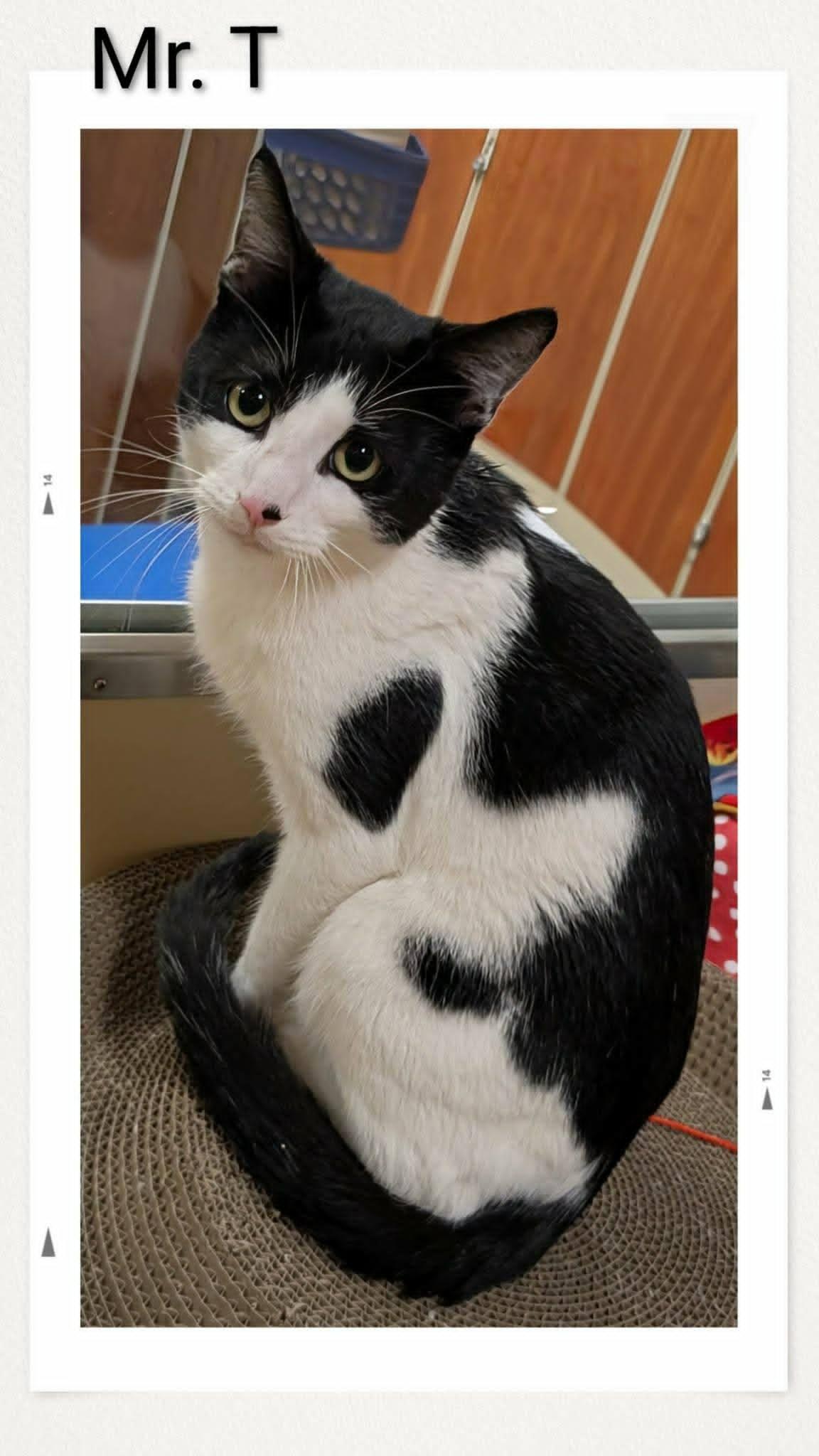 Enlarge Mr T, a Adoptable Domestic Short Hair in Caistor Centre, ON image 1/1