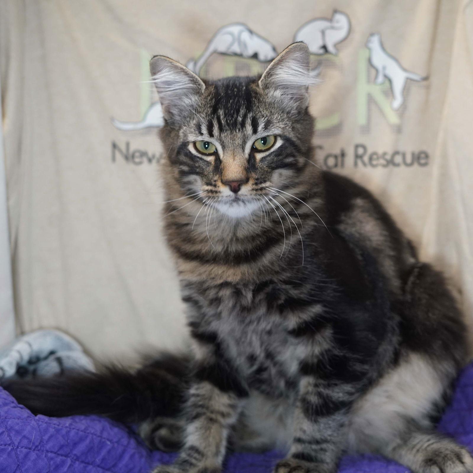 Zangief, Adoptable, Kitten Male Maine Coon & Domestic Medium Hair.