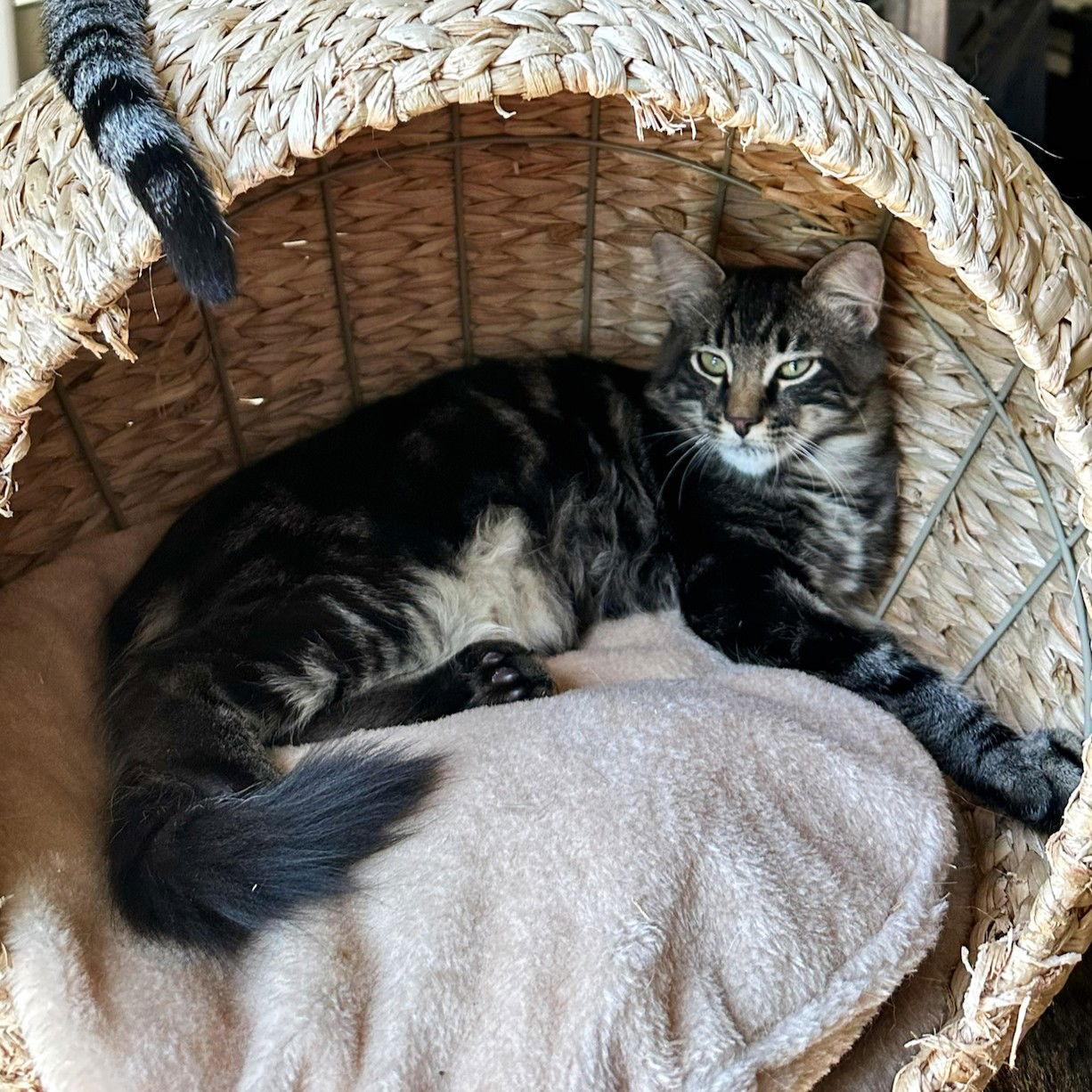 Enlarge Zangief, a Adoptable mixed breed in Garland, TX image 2/3