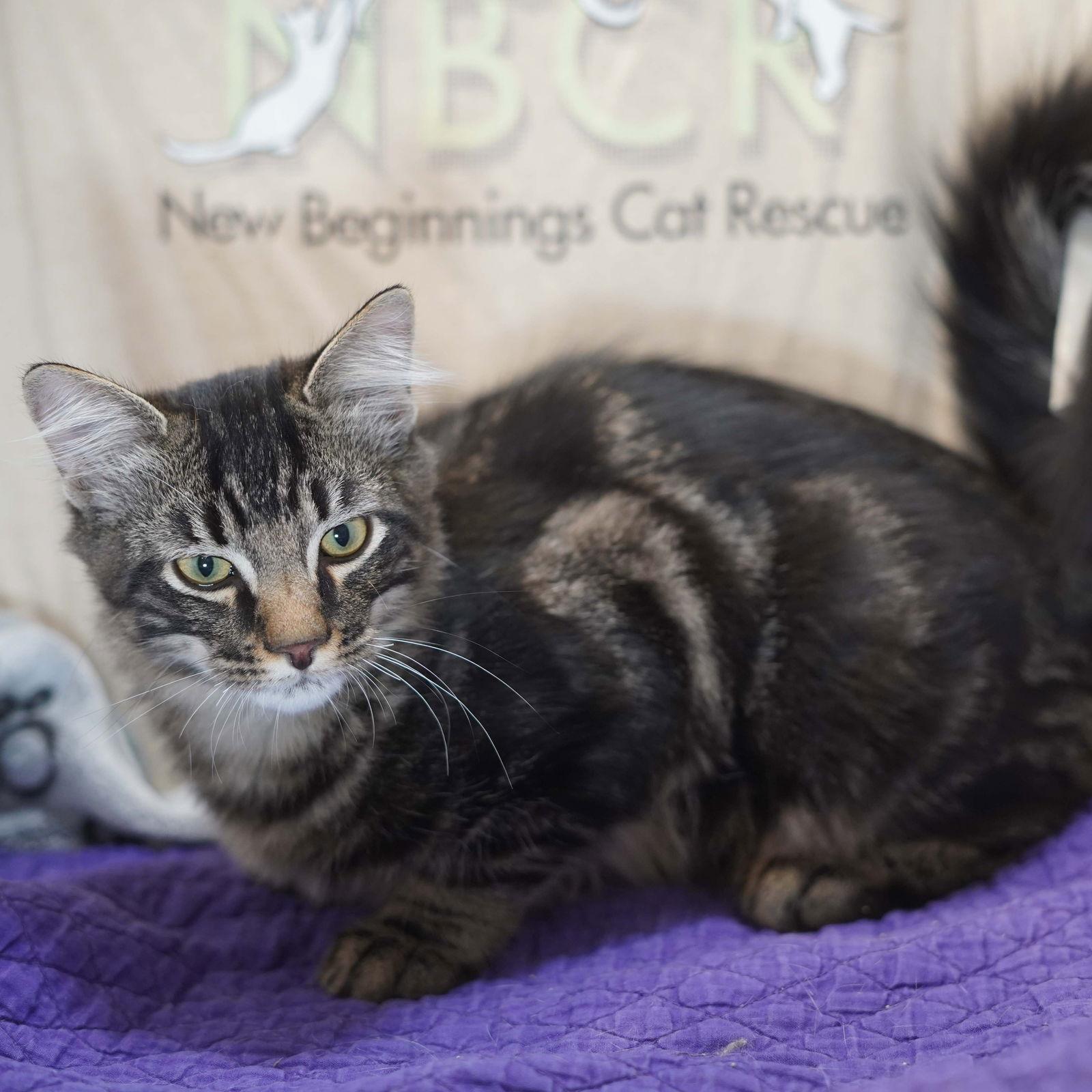 Enlarge Zangief, a Adoptable mixed breed in Garland, TX image 3/3