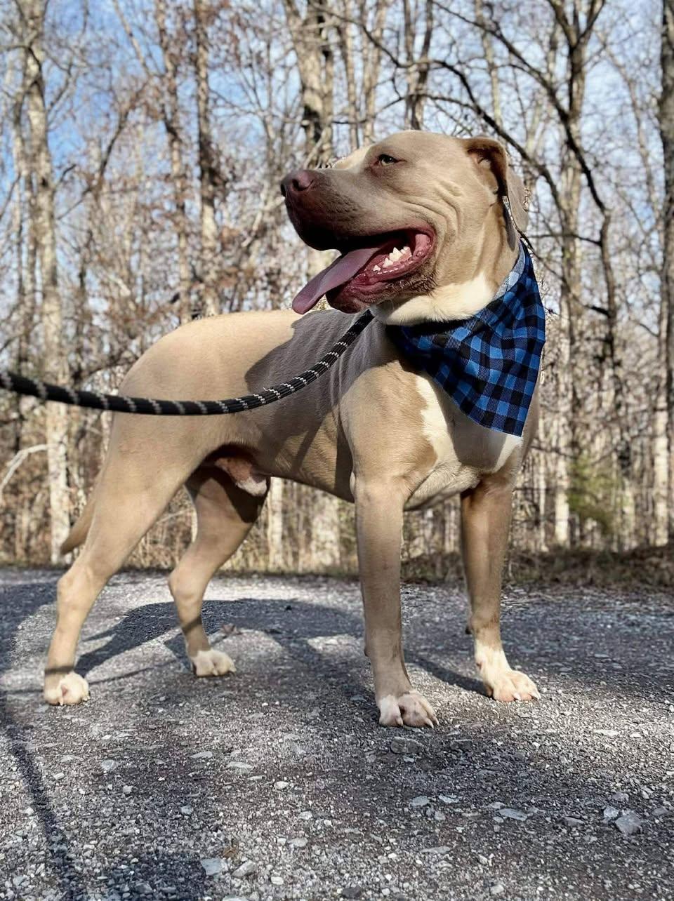 DOBIE, ADOPTABLE, Adult Male Terrier.