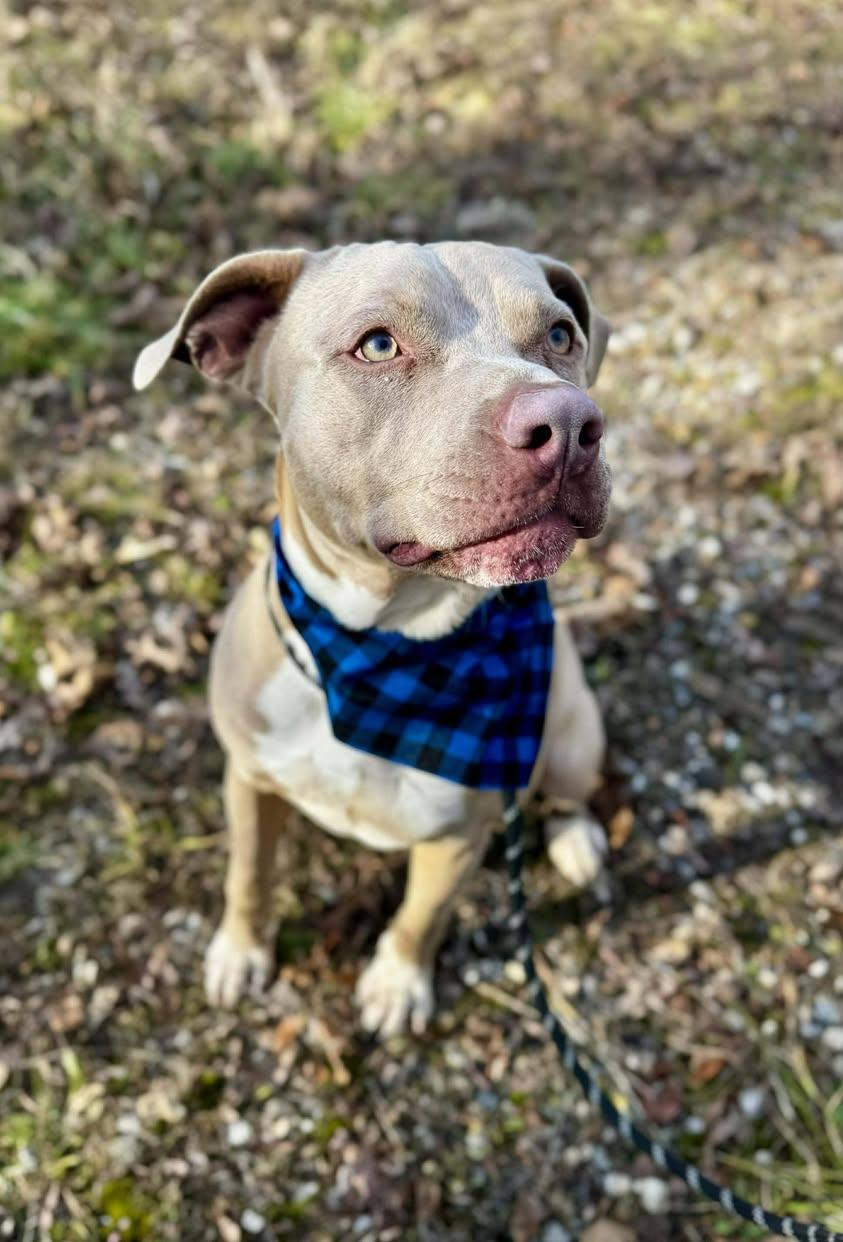 Enlarge DOBIE, a ADOPTABLE Terrier in Waverly, TN image 3/3