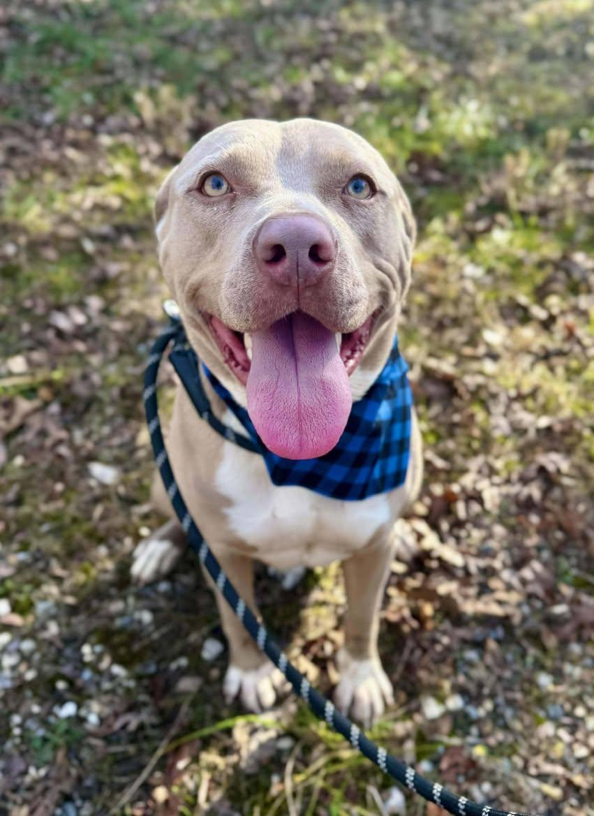 Enlarge DOBIE, a ADOPTABLE Terrier in Waverly, TN image 2/3
