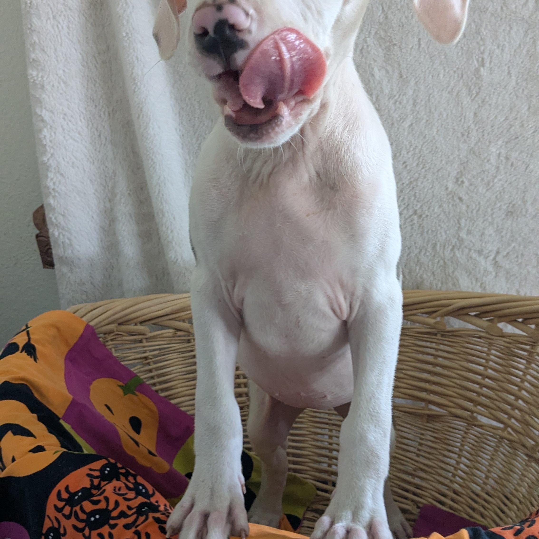 Enlarge Mackie, a Adopted mixed breed in Pensacola, FL image 3/6