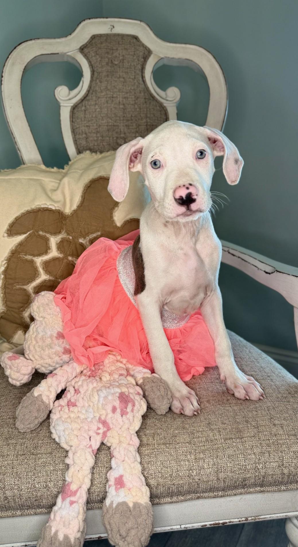 Enlarge Mackie, a Adopted mixed breed in Pensacola, FL image 5/6