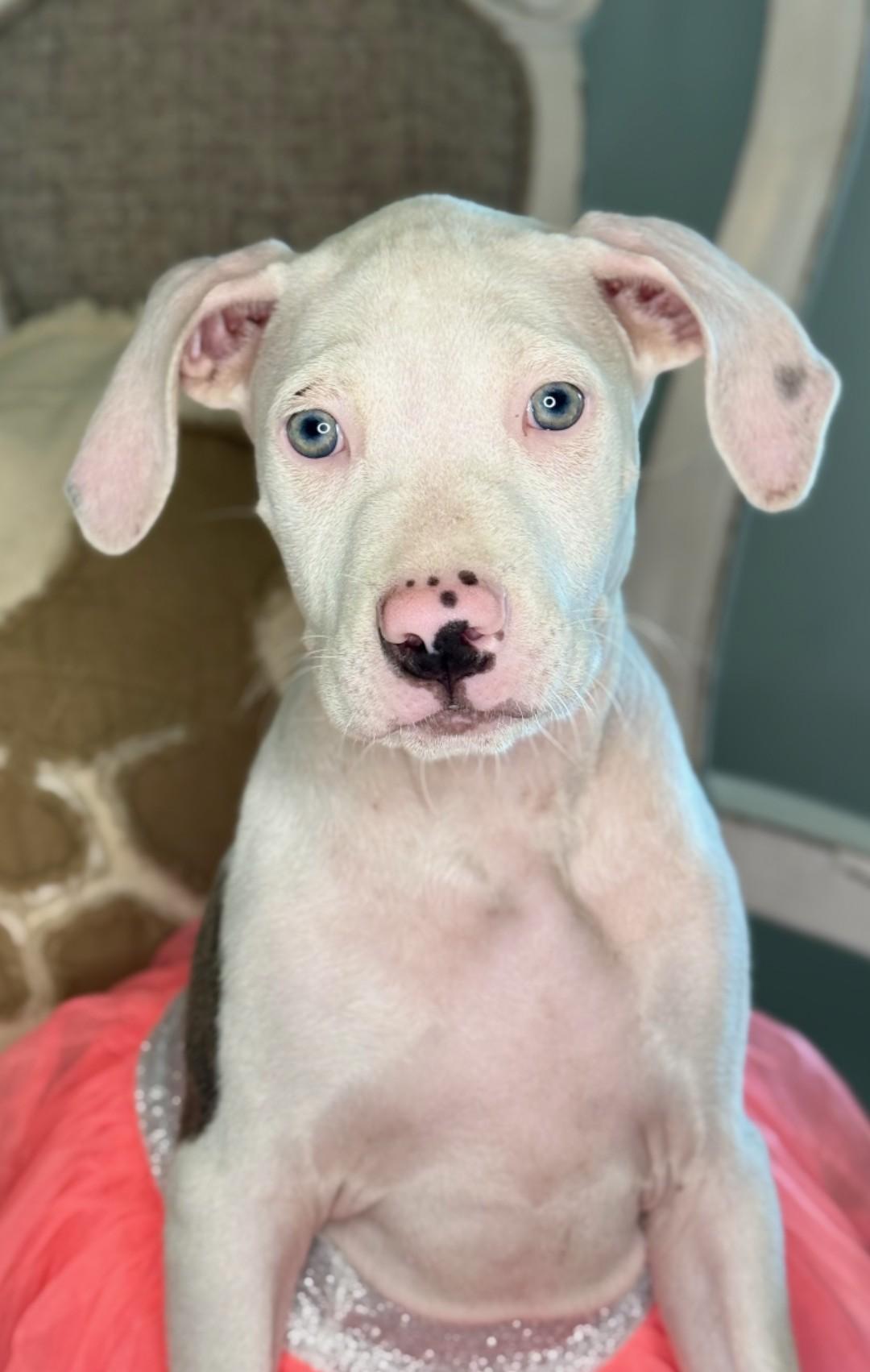 Enlarge Mackie, a Adopted mixed breed in Pensacola, FL image 6/6