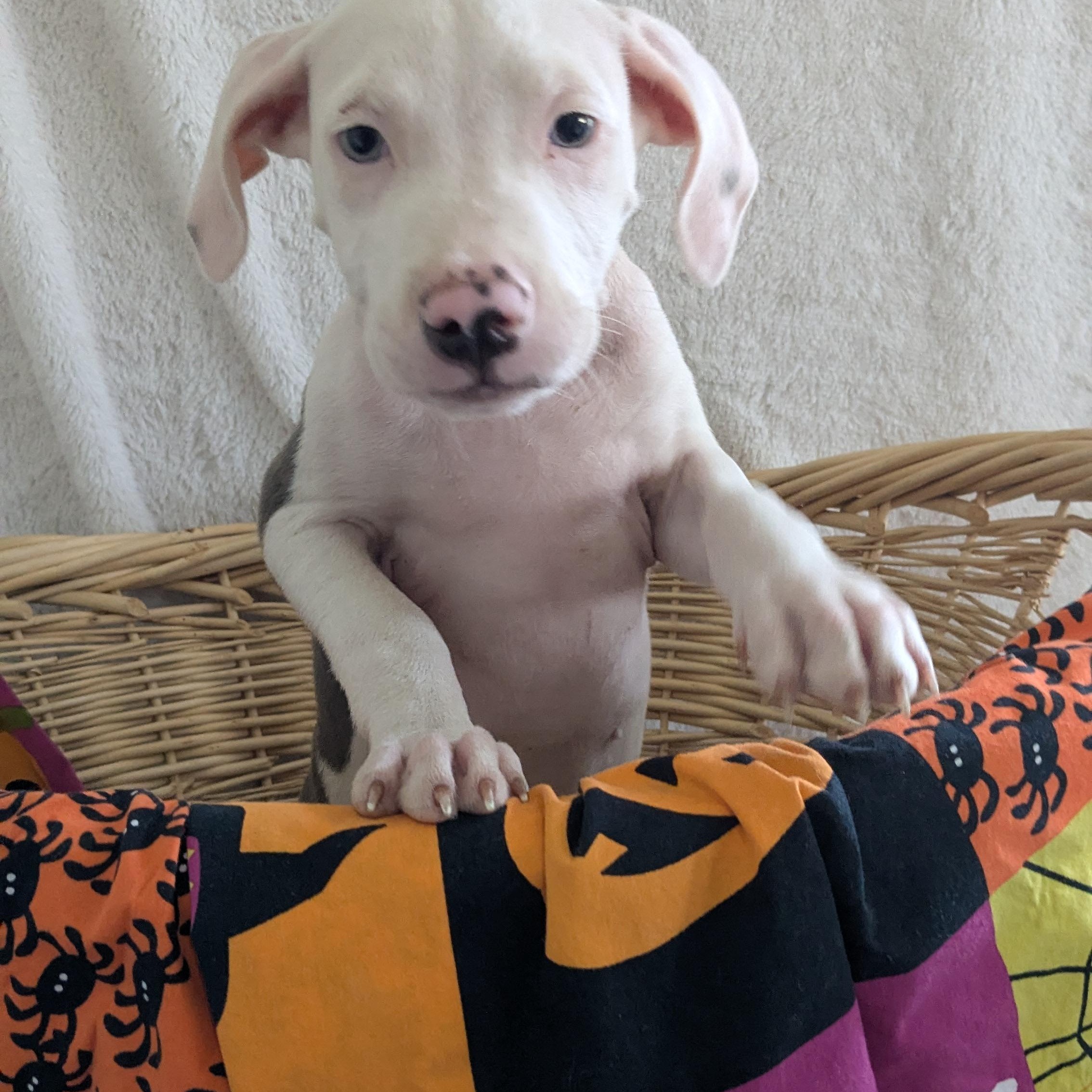 Enlarge Mackie, a Adopted mixed breed in Pensacola, FL image 4/6