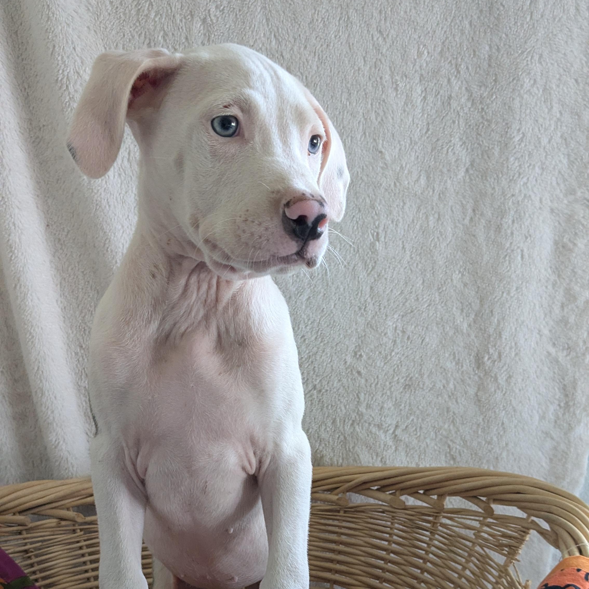 Mackie, Adopted, Puppy Female American Bully.