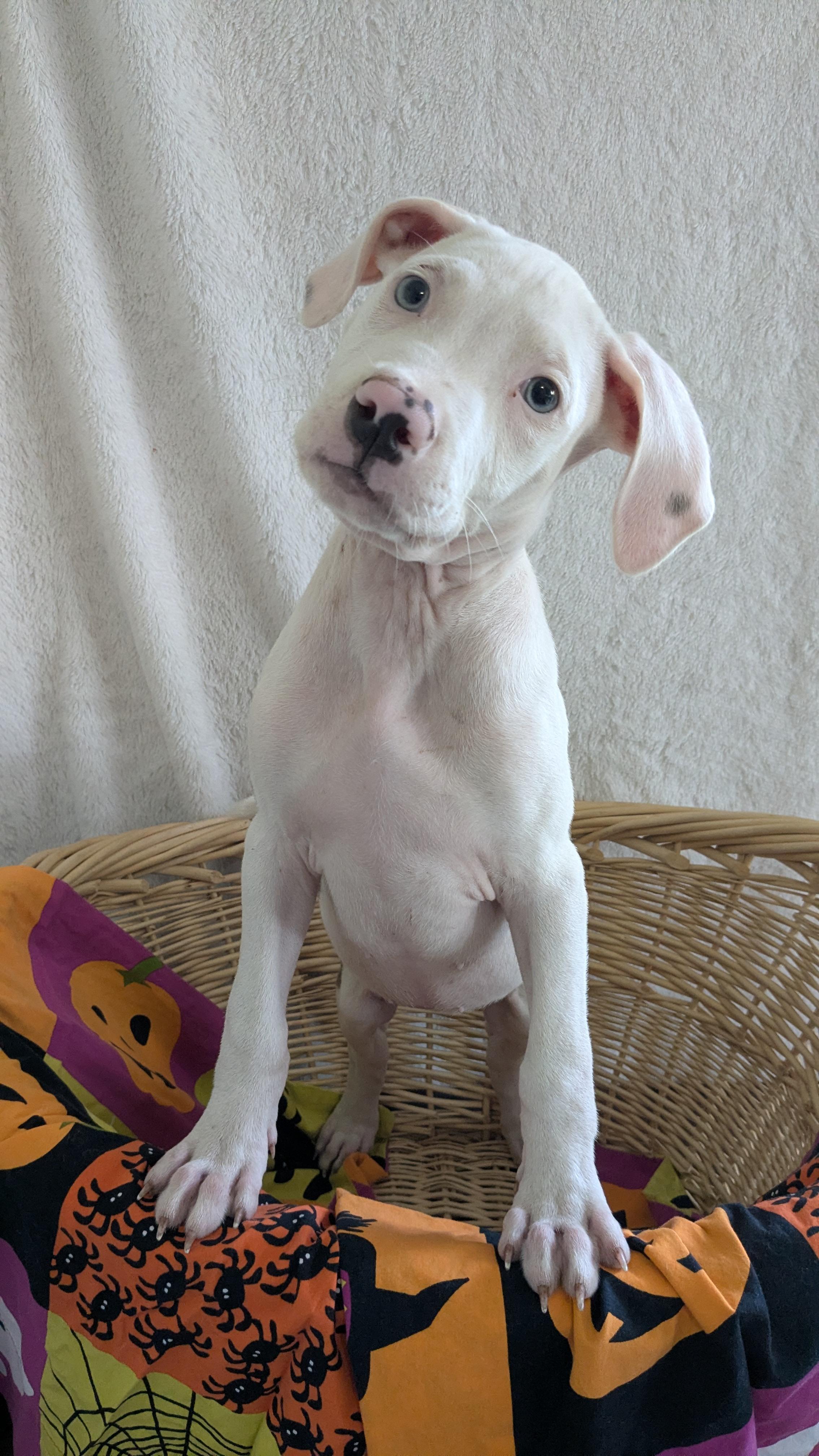 Pet Rinder Mackie - Adoptable Pet | Petfinder