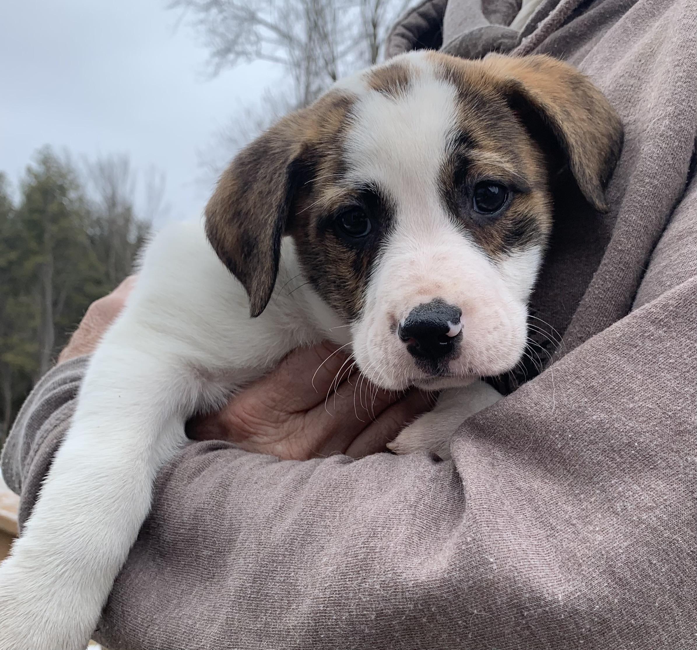 Enlarge Daisy, a ADOPTABLE Mixed Breed in Danville, VT image 1/3