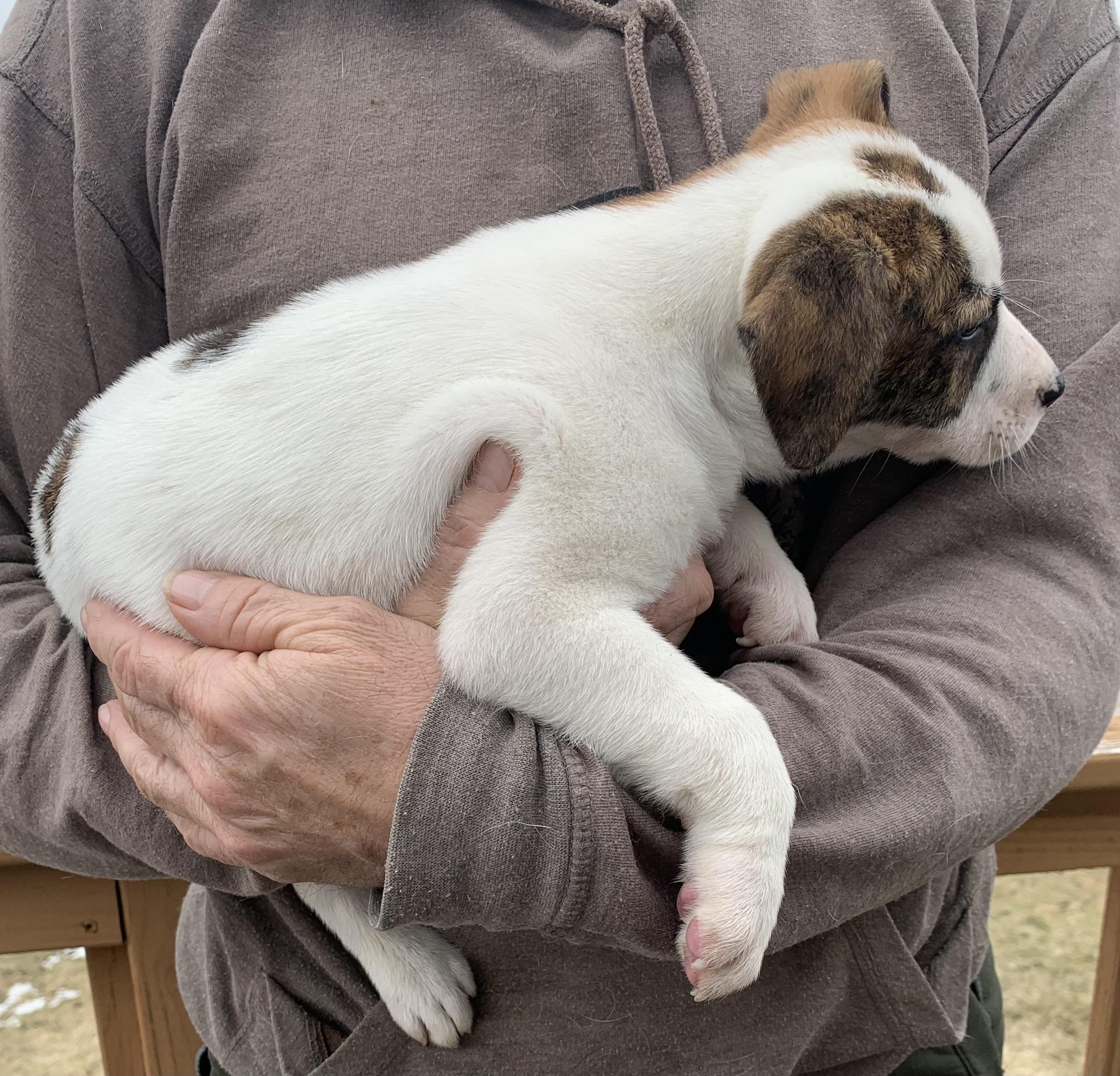 Enlarge Daisy, a ADOPTABLE Mixed Breed in Danville, VT image 2/3