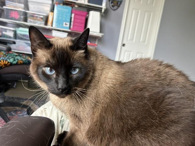 Azul 3, Adoptable, Senior Male Siamese.