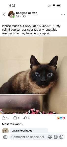 Azul 3, a Adoptable mixed breed in Austin, TX image 4/5